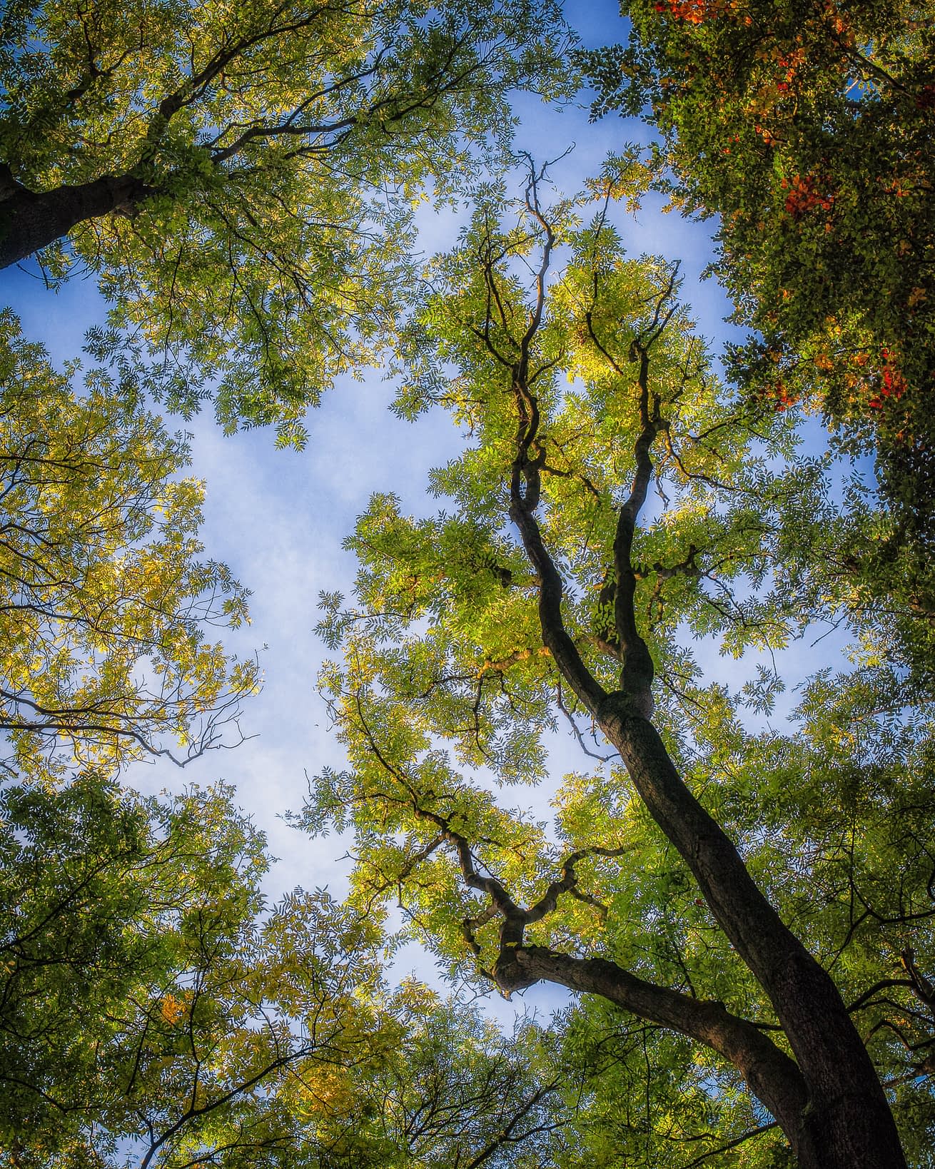 _MG_6170-Edit-Edit View straight up a tree trunk into a green and gold canopy against blue sky at Heartwood Forest.