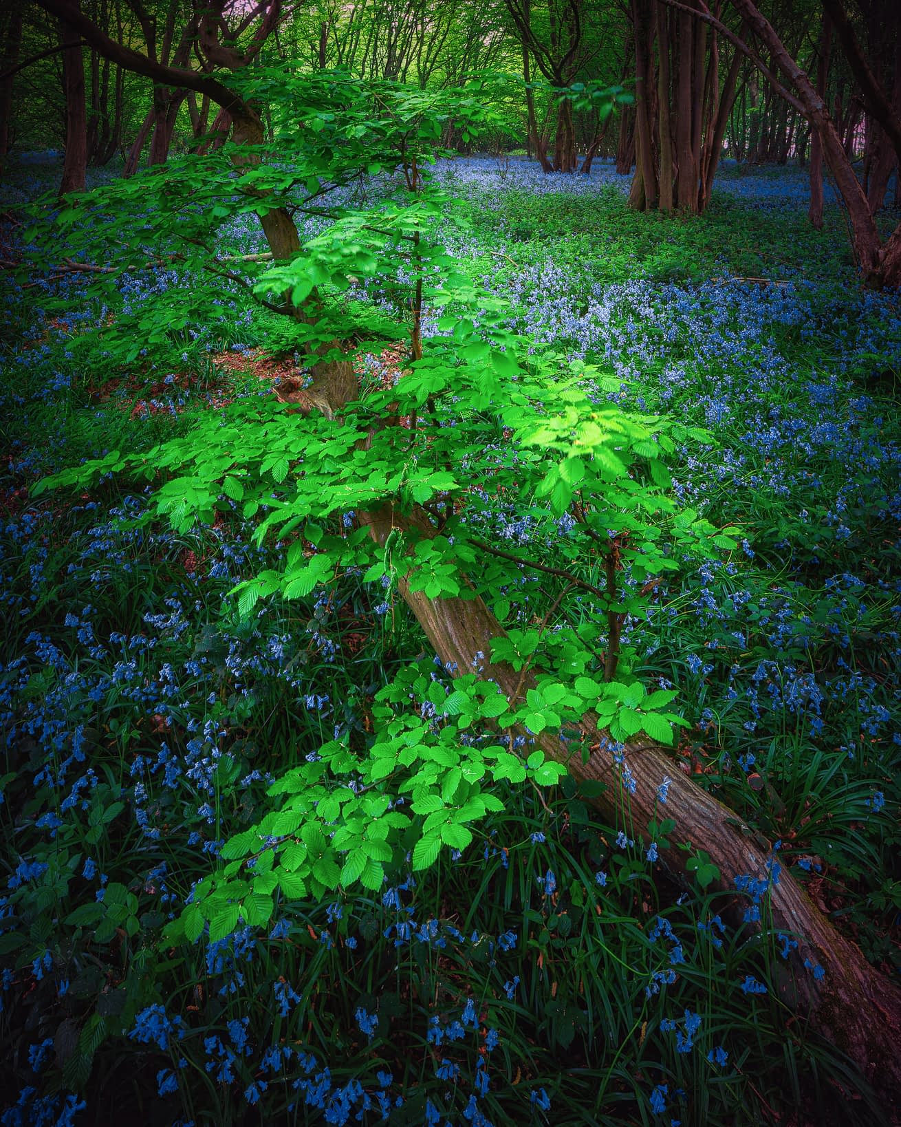 heartwood-6864-Edit-3-Edit-Edit Bluebells beside a railed path through green spring woodland at Ashridge Estate.