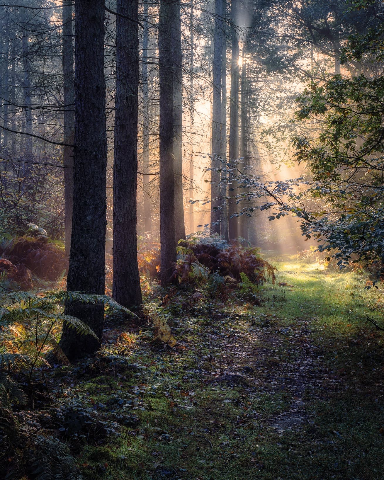 Finding The Way Sunlight breaking through fog between dark pine trunks at Ashridge Estate, with bracken and a grassy path below.