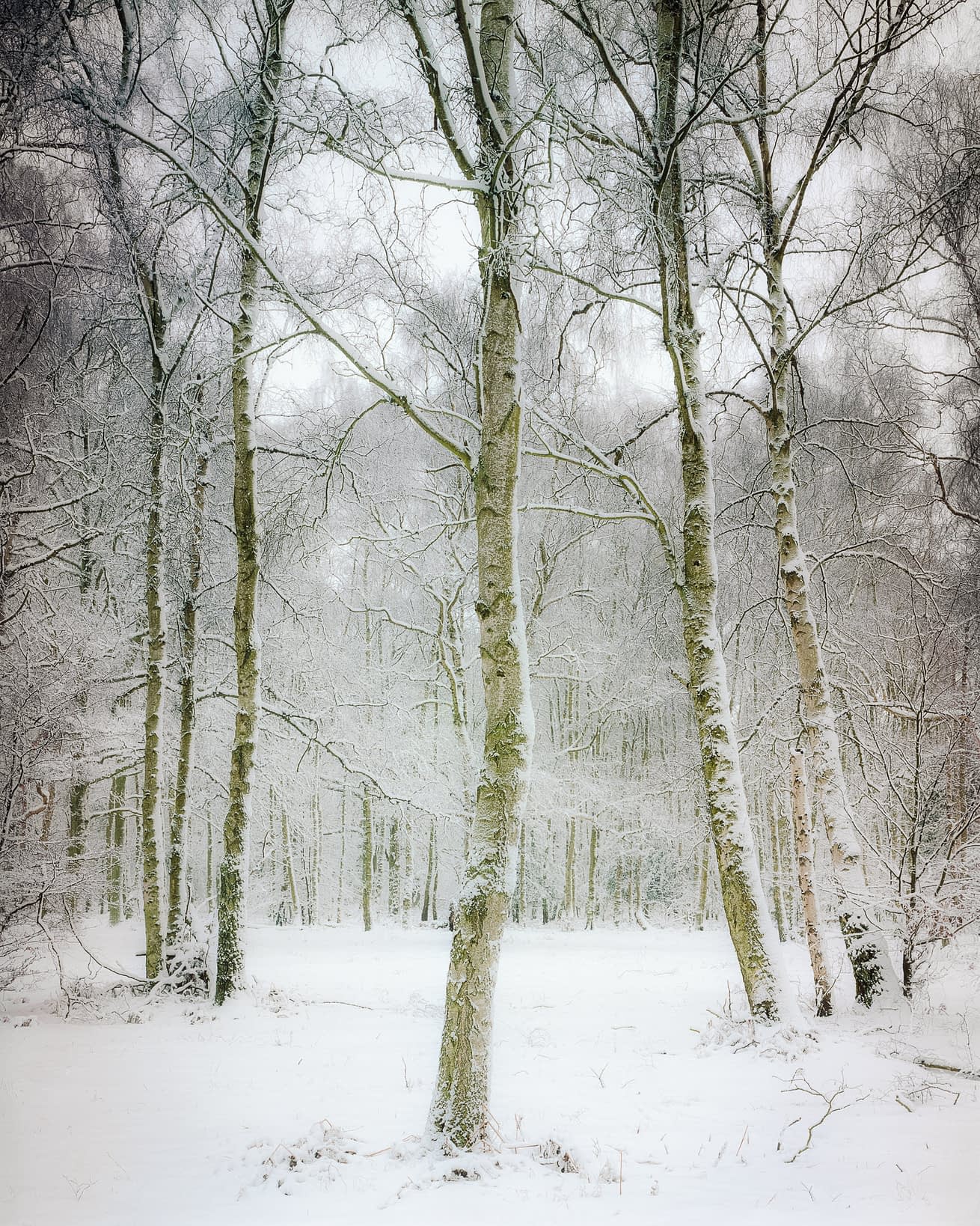 Blasted Birches Snow-covered slender tree trunks in a white woodland at Ashridge Estate, snow lying on the mossy bark.