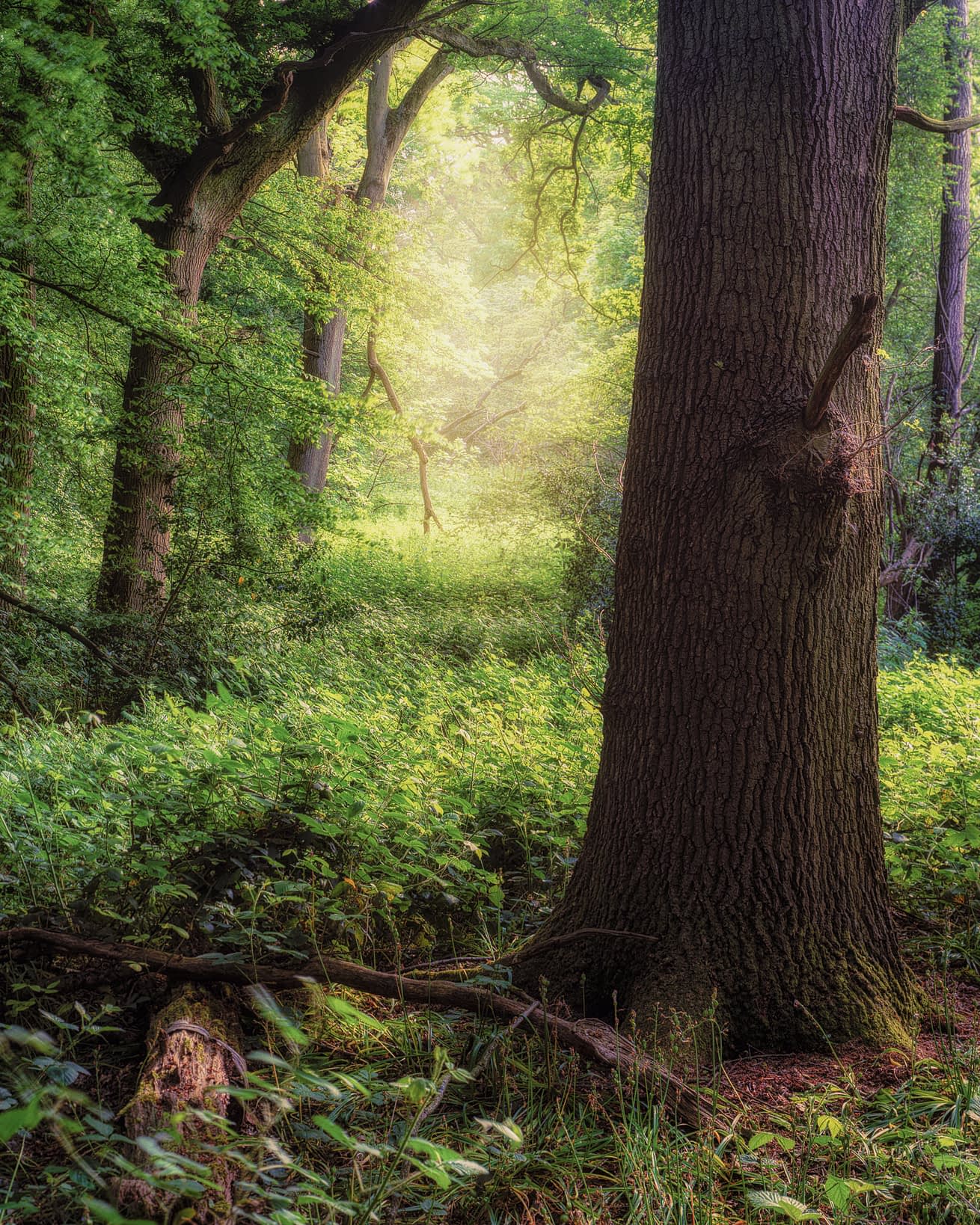 Summer Haze Sprawling limbs of an ancient beech tree in full green summer leaf at Ashridge Estate.