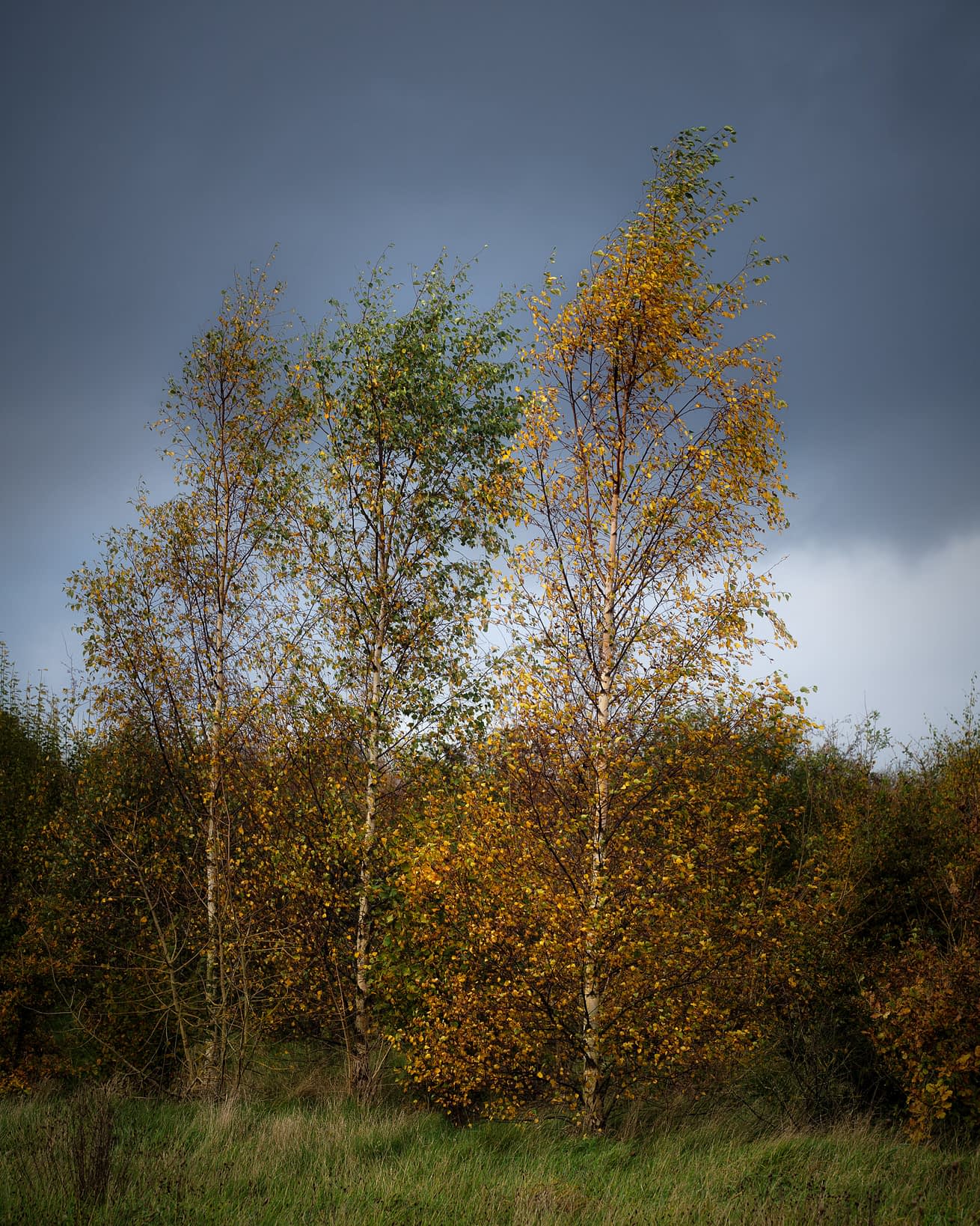 _TSM6366-Edit Silver birch trunks among autumn colour at Ashridge Estate, with a leaning tree crossing the frame.
