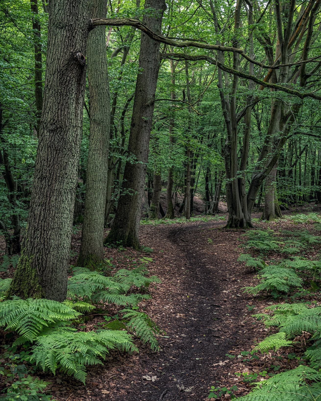 Winding Winding path through an ancient woodland with a mix of oaks and hornbeams, with the forest floor covered in ferns. Broxbourne Woods, Hertfordshire.