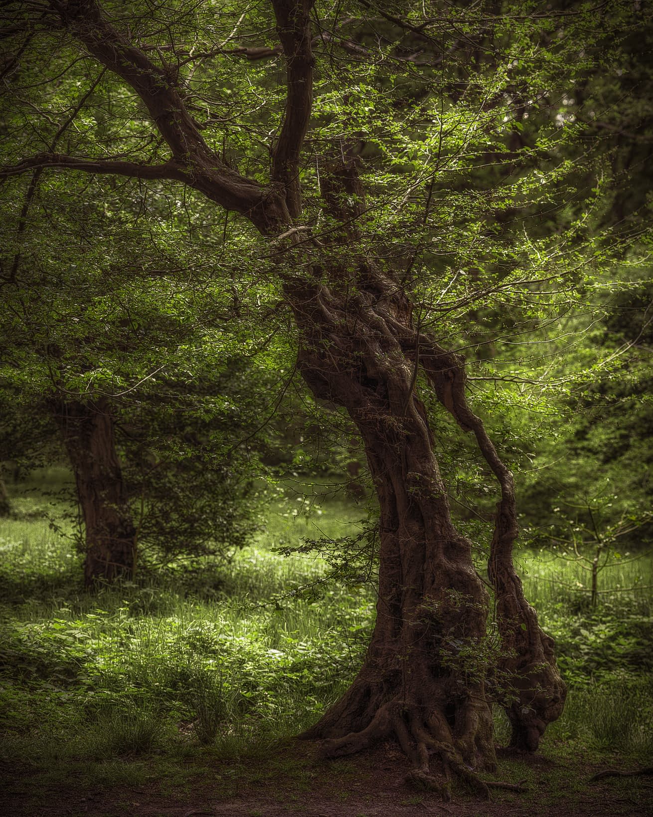 Keyhole Twisted ancient pollard standing in open wood pasture, Hainault Forest