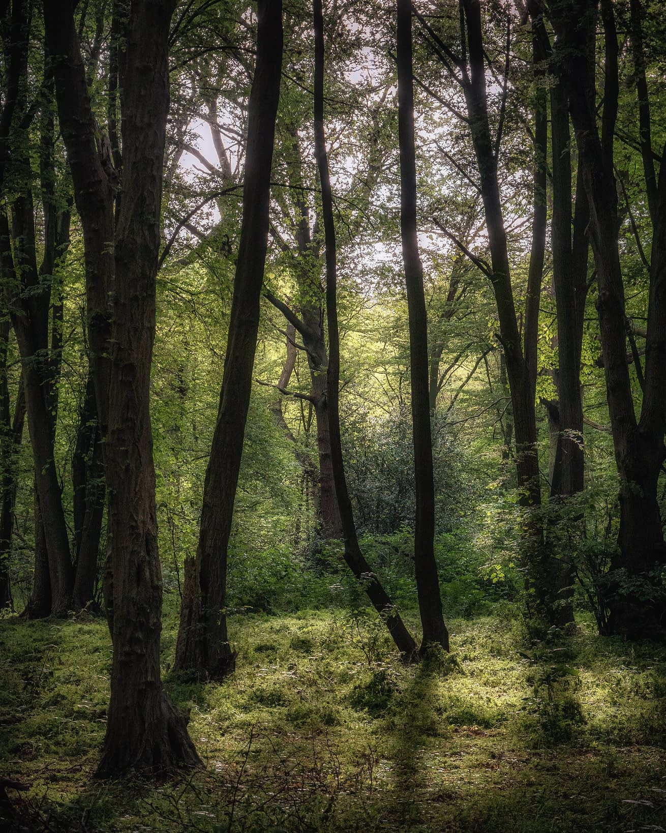 _MG_3529-Edit-Edit Slender tree trunks in green enclosed woodland at Heartwood Forest, soft light on a mossy floor.