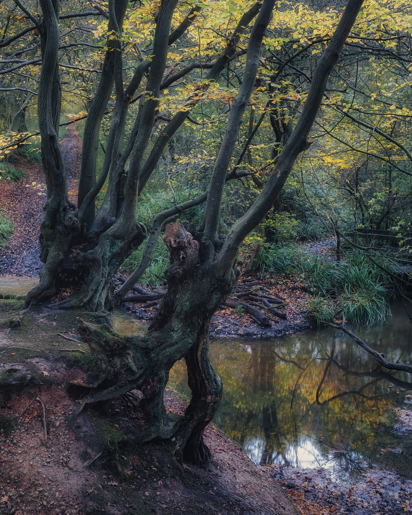 Ancient Coppices Ancient hornbeam coppice beside a slow running stream in Hoddesdonpark Wood. Broxbourne Woods, Hertfordshire