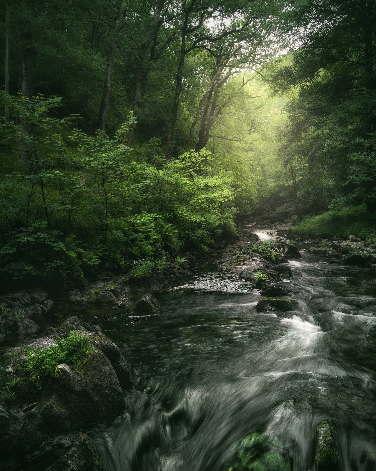 Gnarled sessile oak trees line the banks of a fast flowing river in rain and low cloud in UK temperate rainforest