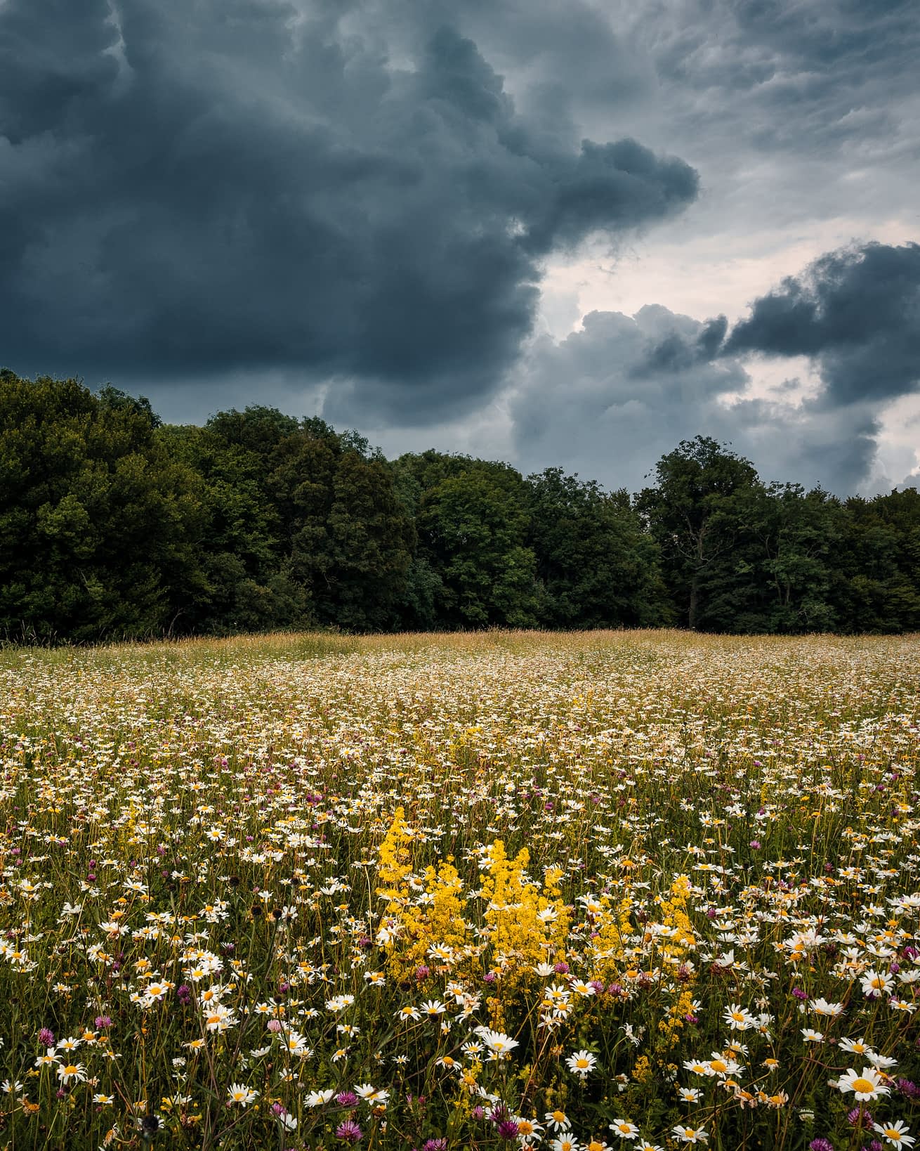 _TSM5236-Edit-Edit Oxeye daisies and yellow wildflowers in a meadow at Heartwood Forest beneath dark storm clouds.