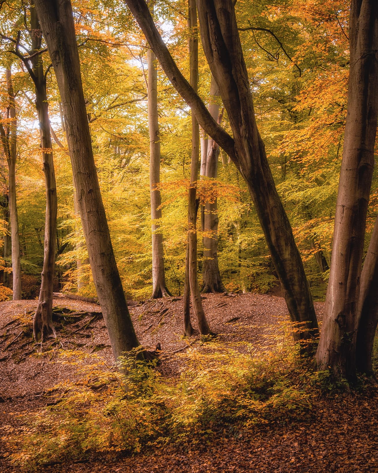 OLYMPUS DIGITAL CAMERA Tall straight young beech trees in golden autumn leaf on undulating leaf-covered ground at Sevenways Plain, Burnham Beeches.