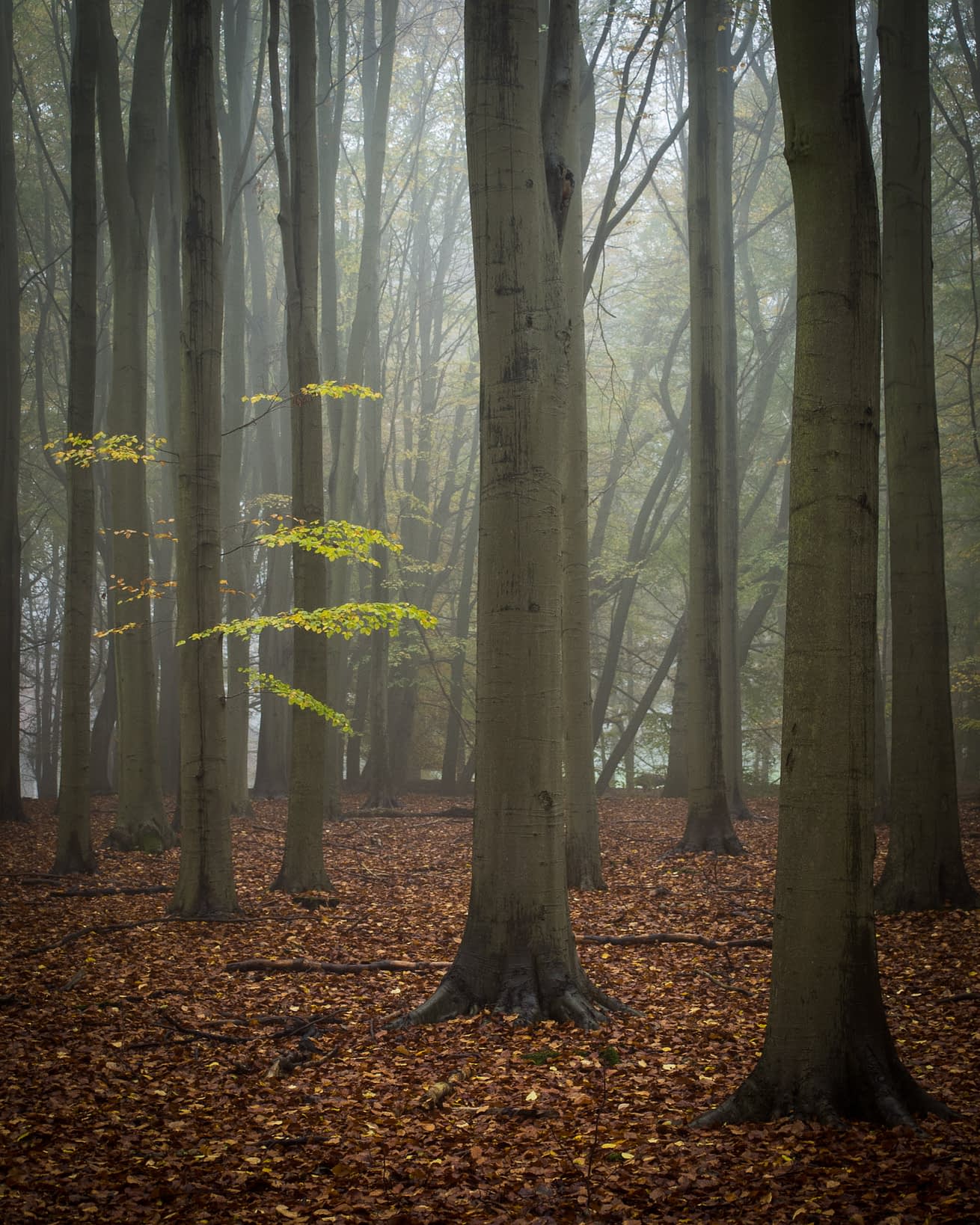 Holding On Tall beech trunks fading into mist at Ashridge Estate, with fallen autumn leaves covering the ground.