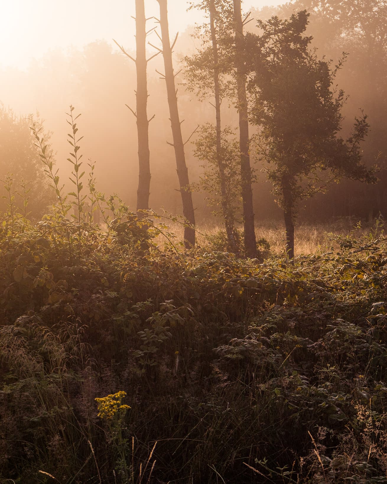 Radiant Low golden sunlight raking through trees at a misty woodland edge. Broxbourne Woods, Hertfordshire