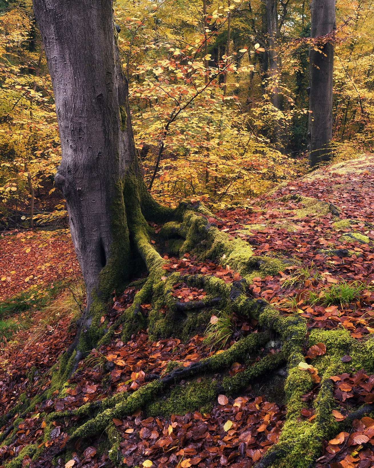 _TSM9993-Edit-Edit The image showcases a majestic tree with gnarled roots, richly covered in moss, stretching across a forest floor blanketed with orange and yellow autumn leaves. Soft sunlight filters through the dense woodland canopy, creating a warm and vibrant atmosphere in the forest.