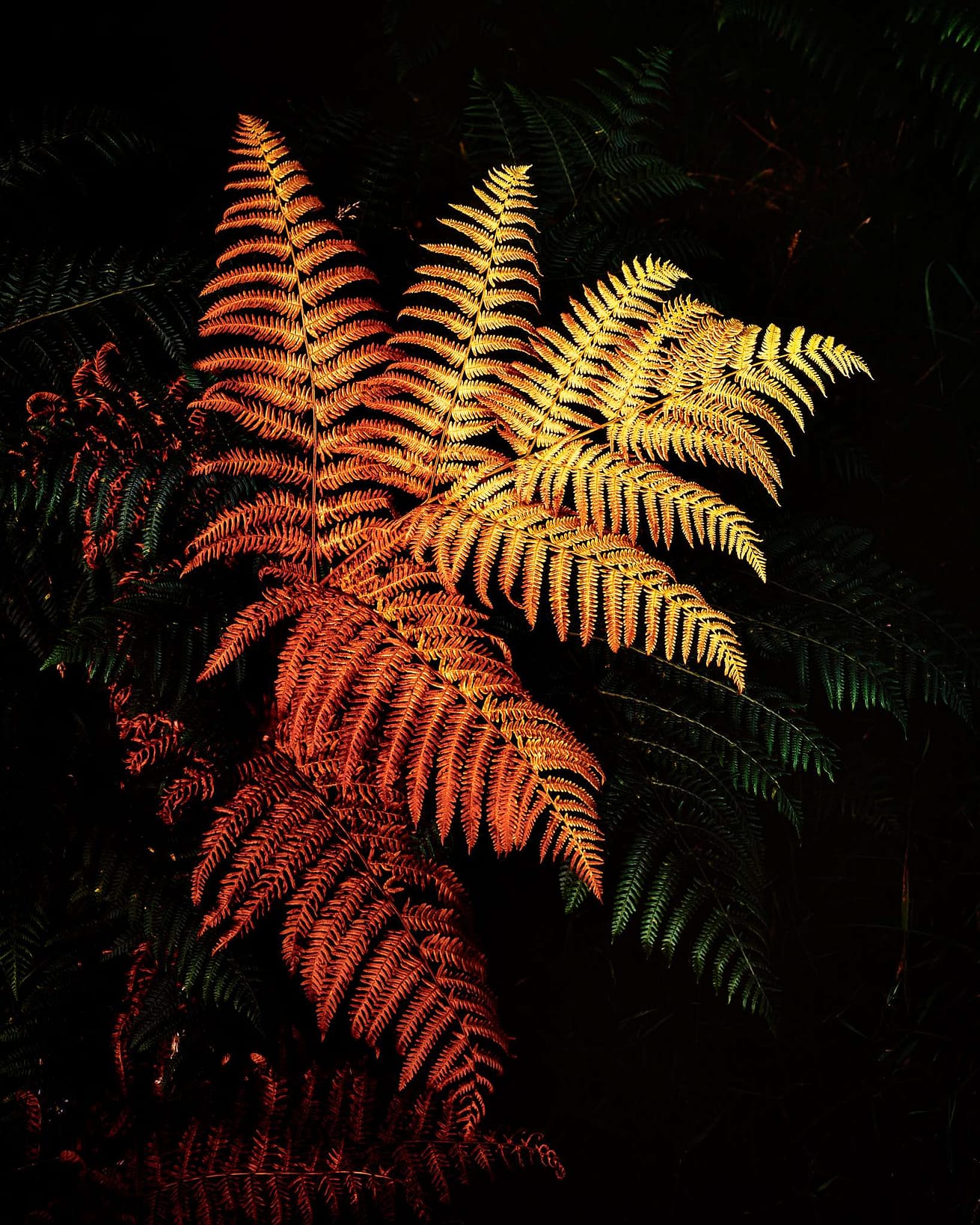 Vying For Attention Close-up of vibrant fern leaves set against a dark background. The leaves range from deep reddish-orange to bright yellow, showcasing an autumnal colour transition. The ferns have a delicate texture, with each leaflet's intricate details visible, creating a striking contrast.