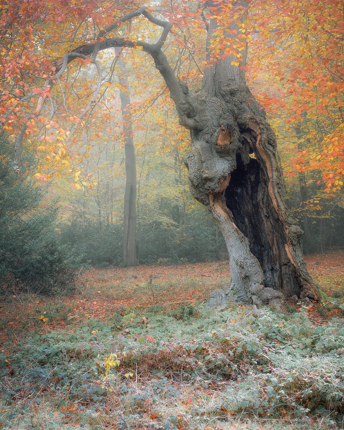 bucks-burnham-nov19-0001-Edit-Edit A gnarled ancient tree with a hollow trunk stands in a misty Burnham Beeches. Its branches stretch out, adorned with vibrant orange and yellow leaves. The ground is covered in ferns and fallen leaves, creating an autumnal carpet. Sunlight filters through the mist, casting a soft glow on the scene.