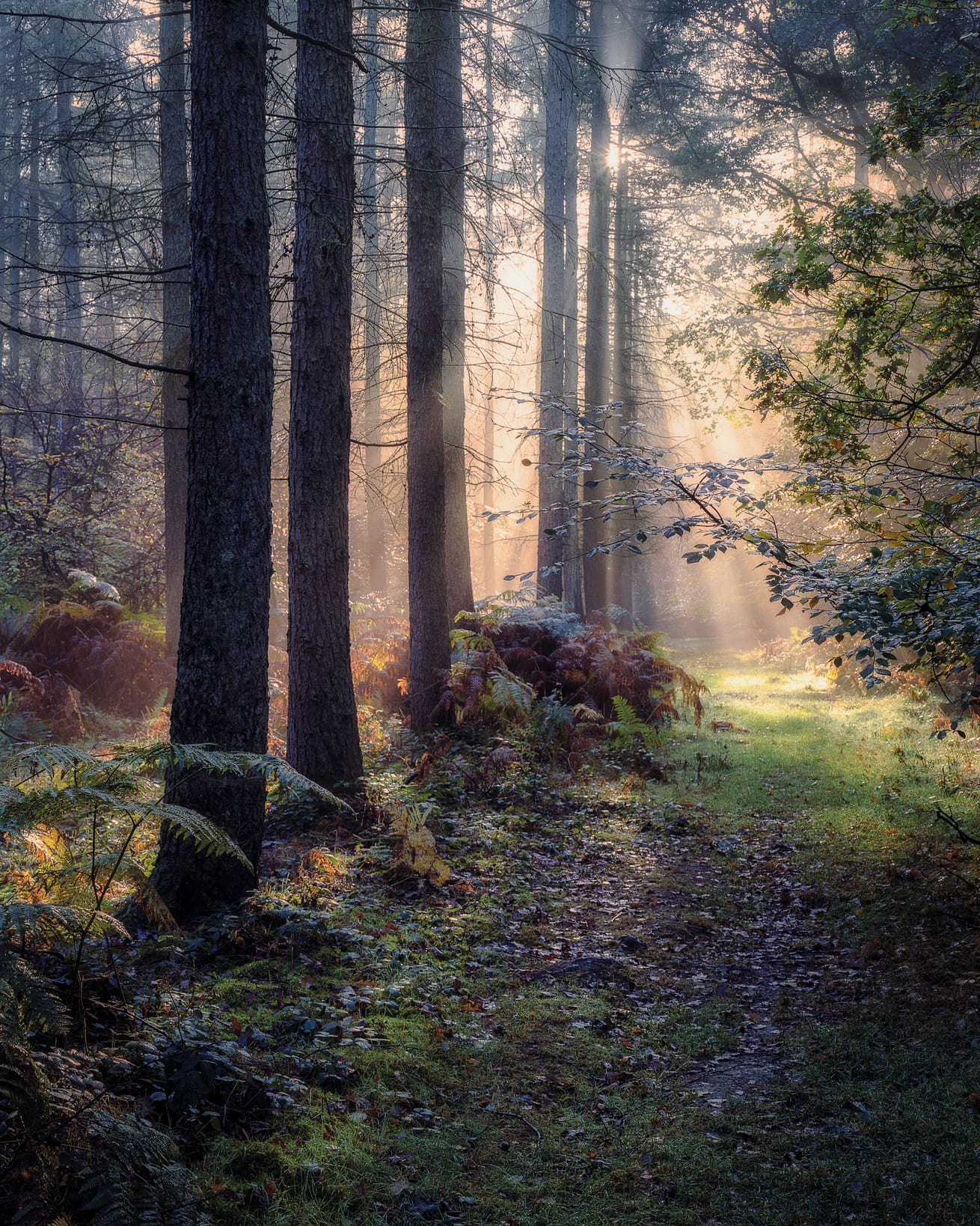 Ashridge Estate, Hertfordshire » Tim Smalley Photography