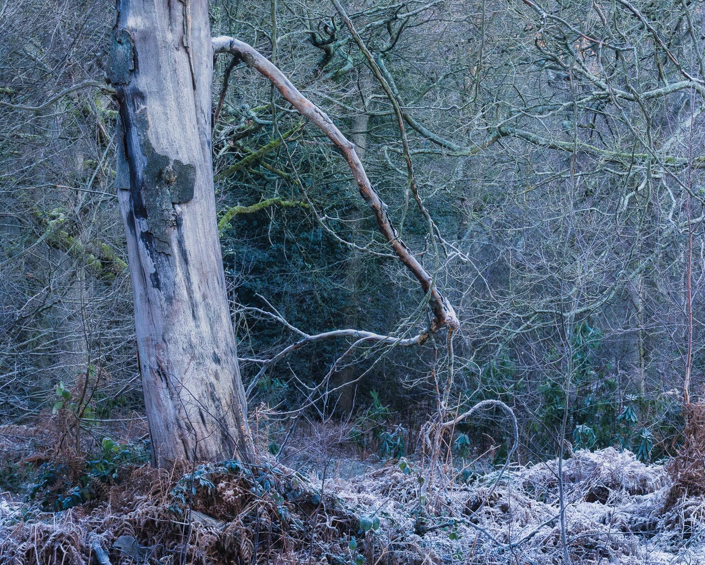_TS33259-Edit-2 A dense winter woodland with leafless, moss-covered trees and frosty undergrowth. A large, pale tree trunk stands to the left, while tangled branches fill the scene. The ground is carpeted with dried ferns and plants dusted with frost.
