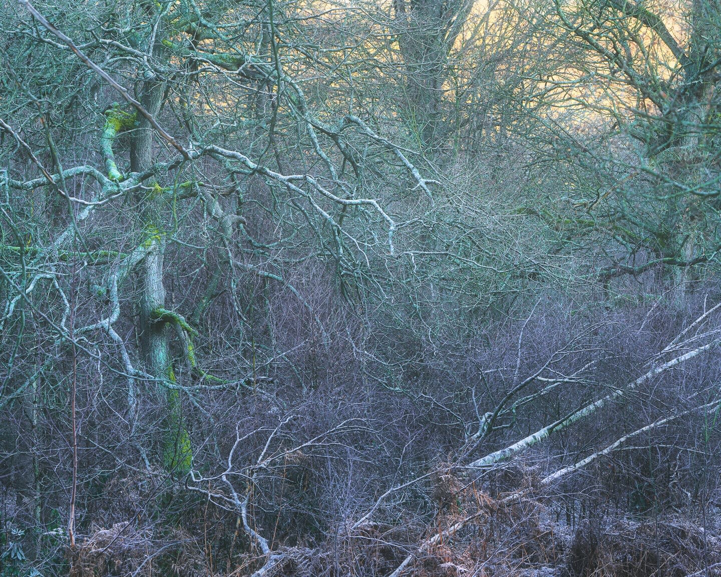 Winter Woodland