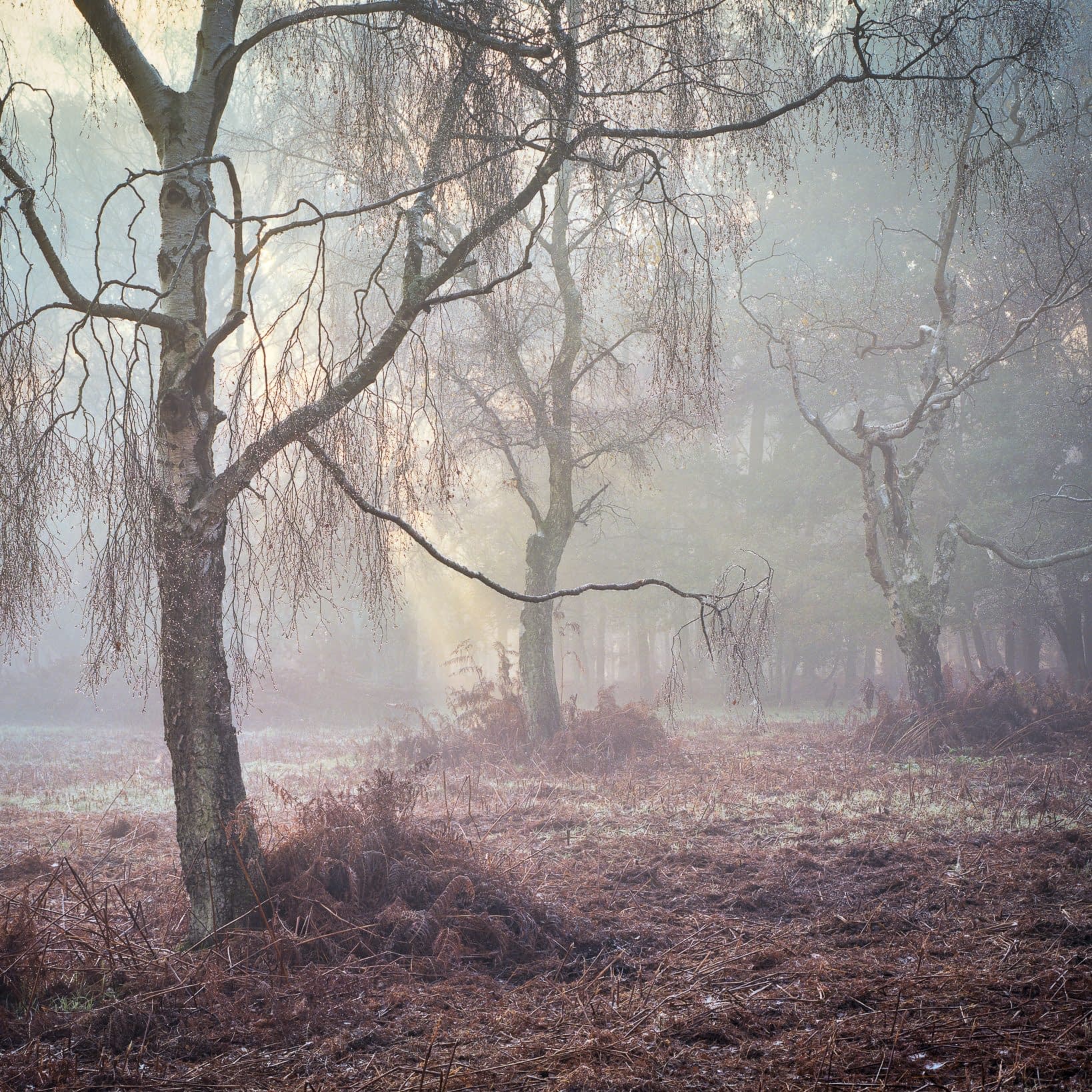 chilterns-ashridge-0027-Edit-Edit A misty woodland scene with bare birch trees in the foreground. The morning sun filters through dense fog, creating a dreamy atmosphere. The ground is covered with brown ferns and fallen leaves, adding texture to the landscape. The soft light enhances the tranquility of the scene.