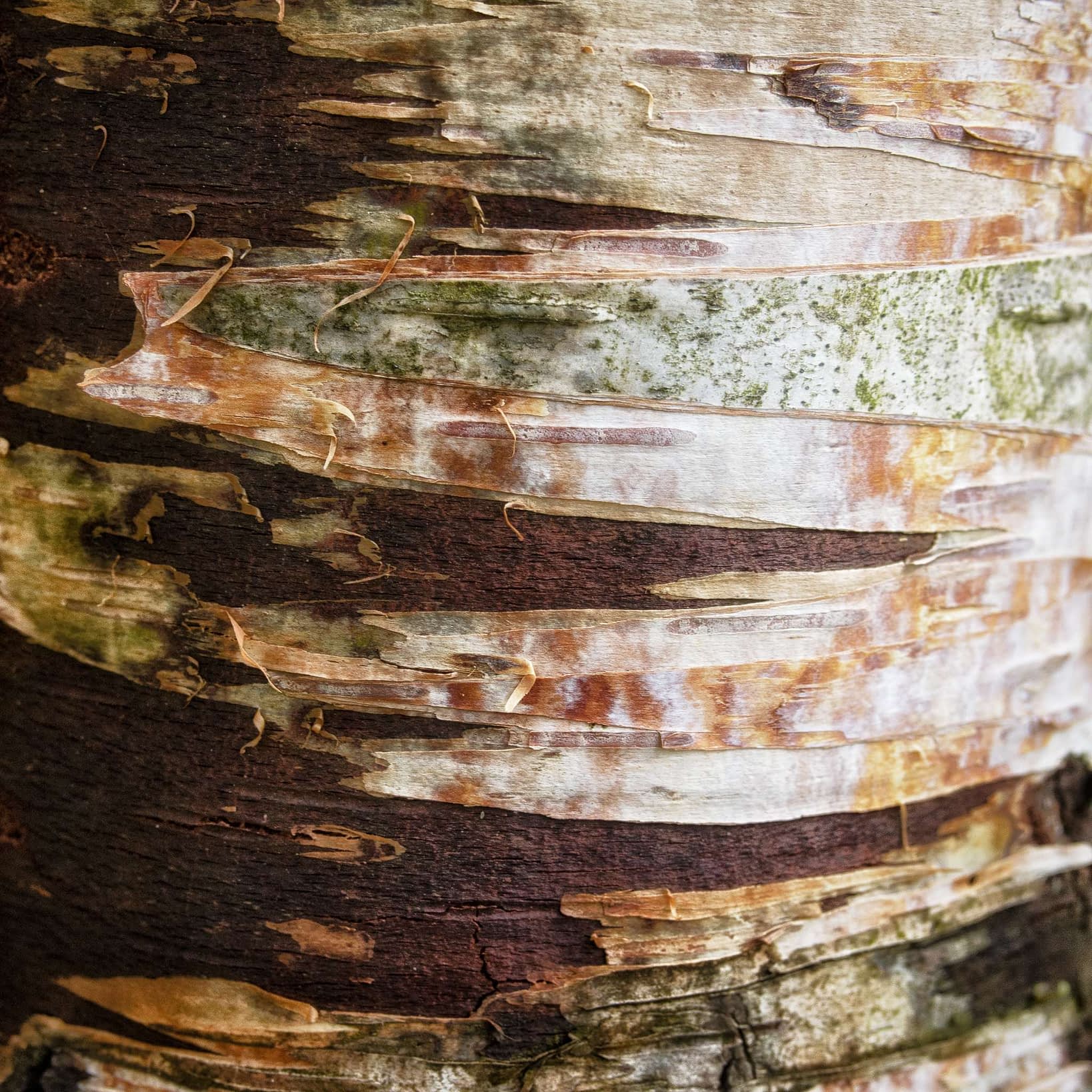Tree Textures Photo Gallery » Tim Smalley Photography