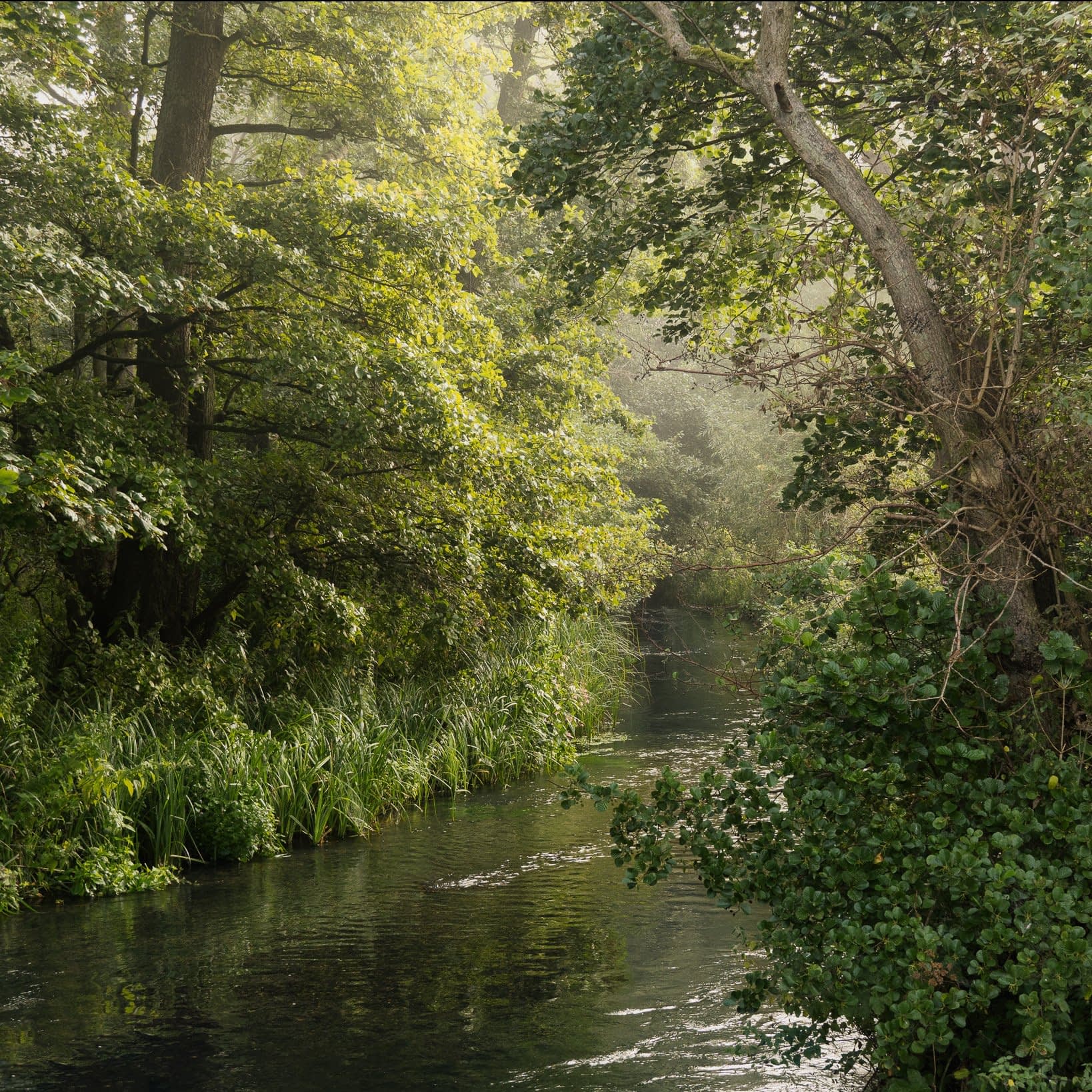 trees-n-water-index A tranquil river meanders gently through a verdant forest teeming with dense green foliage. Sunlight filters through the trees, casting a soft glow on the water's surface. The banks are lined with grass and shrubs, creating a peaceful and picturesque natural scene.