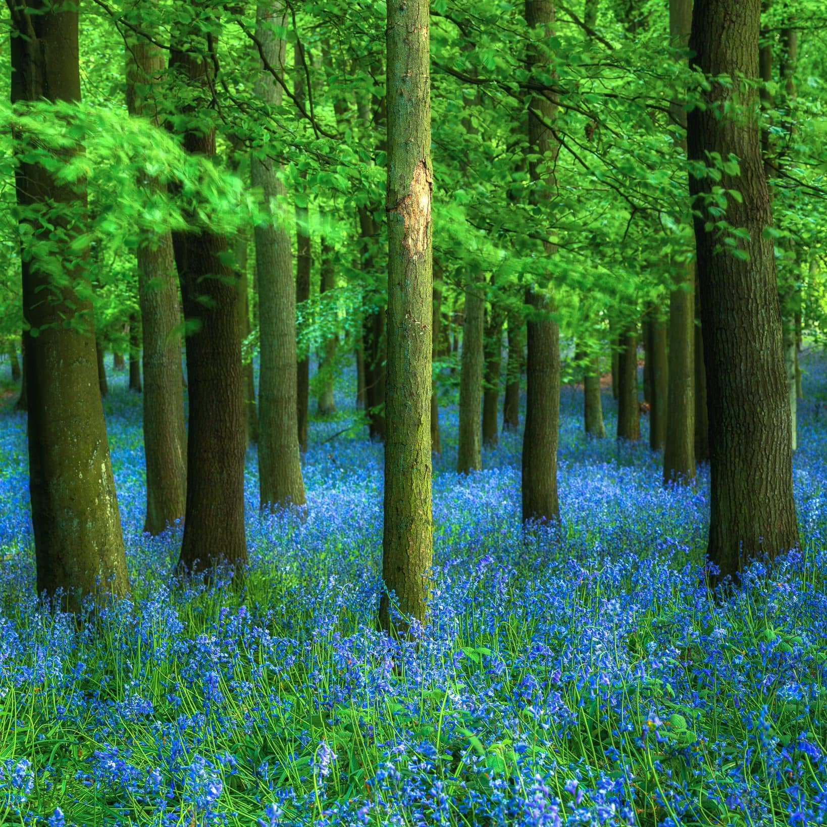 _MG_7622-Pano-Edit A lush spring woodland scene with tall trees standing among a dense carpet of vibrant wildflowers. The light filters through the bright green leaves, creating dappled patterns on the forest floor. The serene and vibrant landscape exudes a sense of peaceful natural beauty.