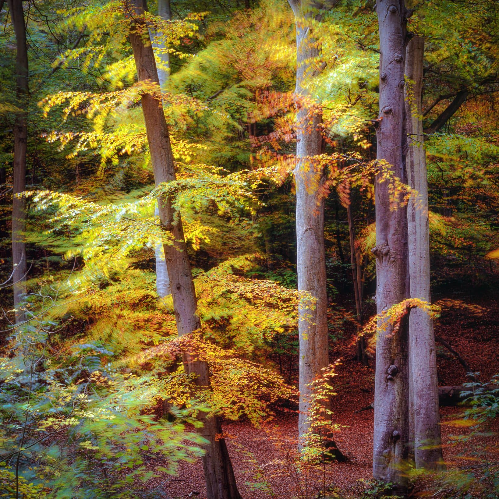 chilterns-burnham-0006-Edit-Edit A serene forest scene unfolds with tall trees displaying autumn colours, perfect for woodland photography. Vibrant backlit leaves in yellow, orange, and green contrast against the smooth gray trunks as sunlight filters through the canopy, casting dappled patterns over fallen leaves and hidden fungi below.