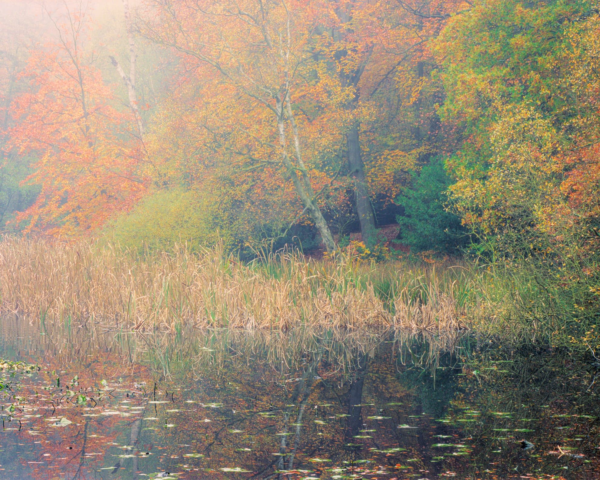 bucks-burnham-oct19-mf004-Edit-Edit45 Reeds and lily pads on still water at Upper Pond, Burnham Beeches, with autumn trees and fog reflected across the surface.