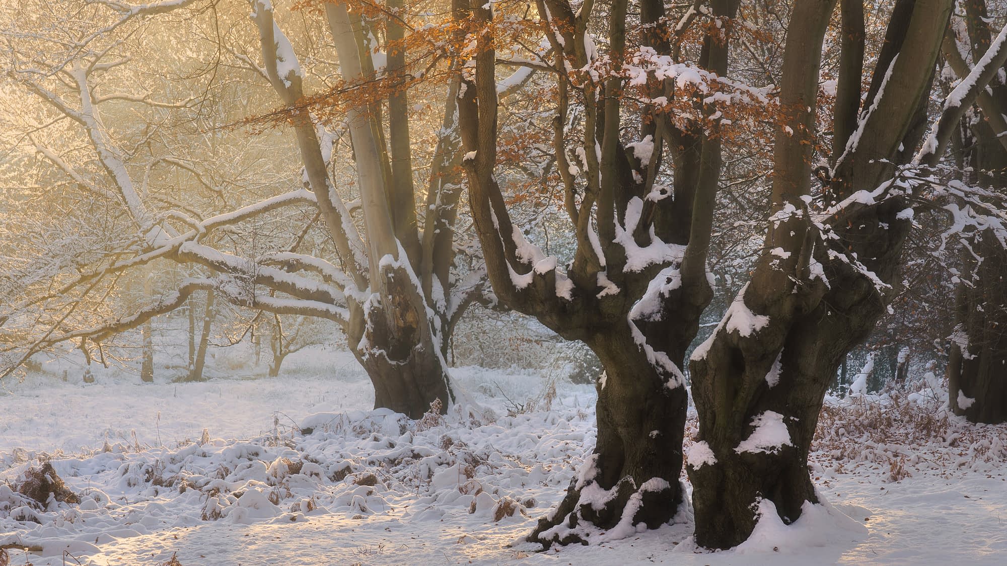 Snow Blasted Pollards Snow-covered ancient pollarded trees near Ambresbury Banks in Epping Forest, with golden light breaking through mist and a few copper leaves still holding on.