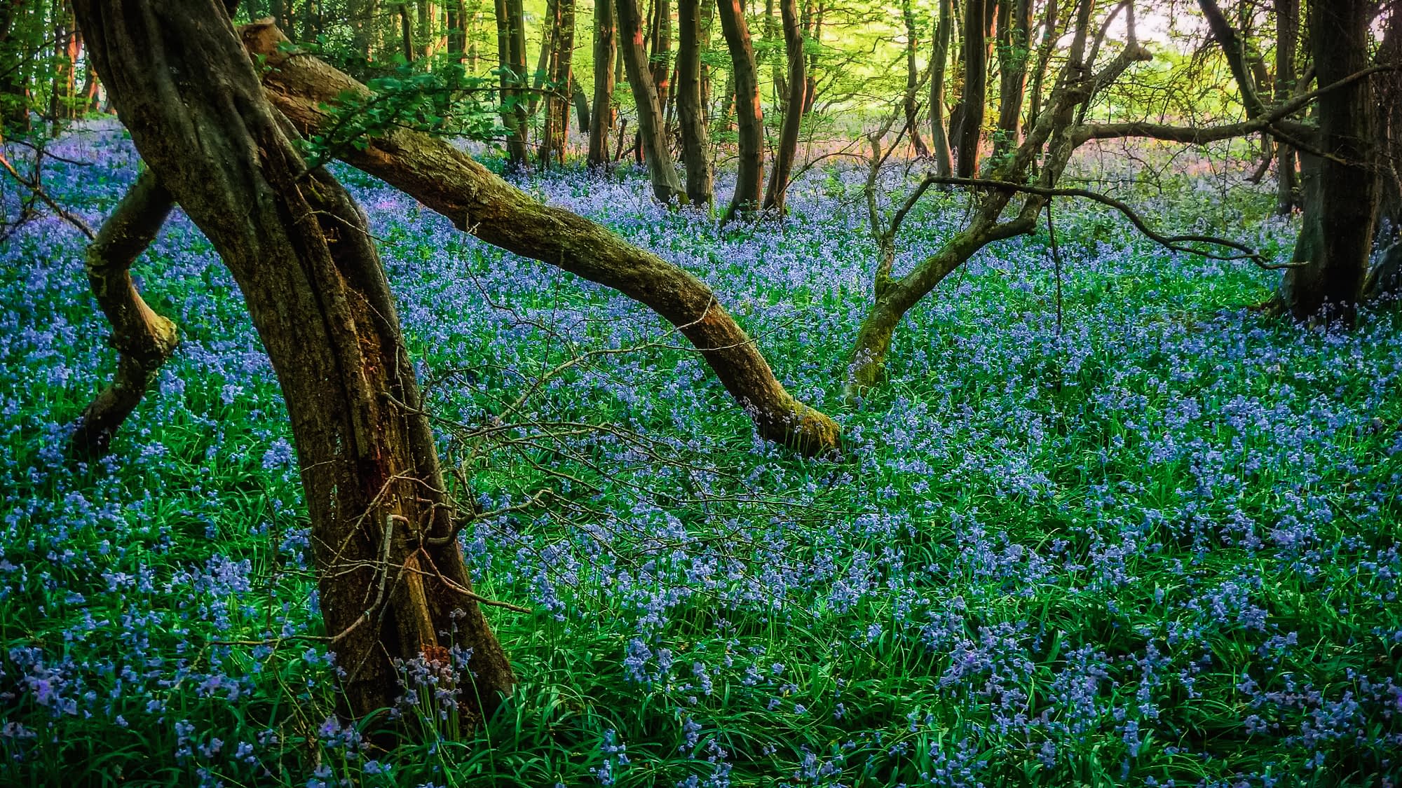 P1030014-Edit-2-Edit-Edit A tranquil woodland scene with gnarled tree trunks and branches in the foreground, surrounded by a dense carpet of vibrant bluebells. Sunlight filters through the lush green canopy, casting dappled light on the flowers and forest floor, creating a serene, ethereal atmosphere.