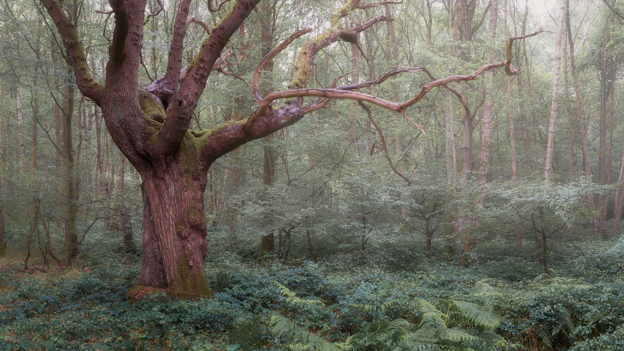 _DSC9686-Edit A large, gnarled tree with twisted branches stands in a misty Hainault Forest. The trees bark is textured and covered with patches of moss. Surrounding the tree are lush green ferns and dense undergrowth. In the background, tall, slender trees fade into the foggy atmosphere.