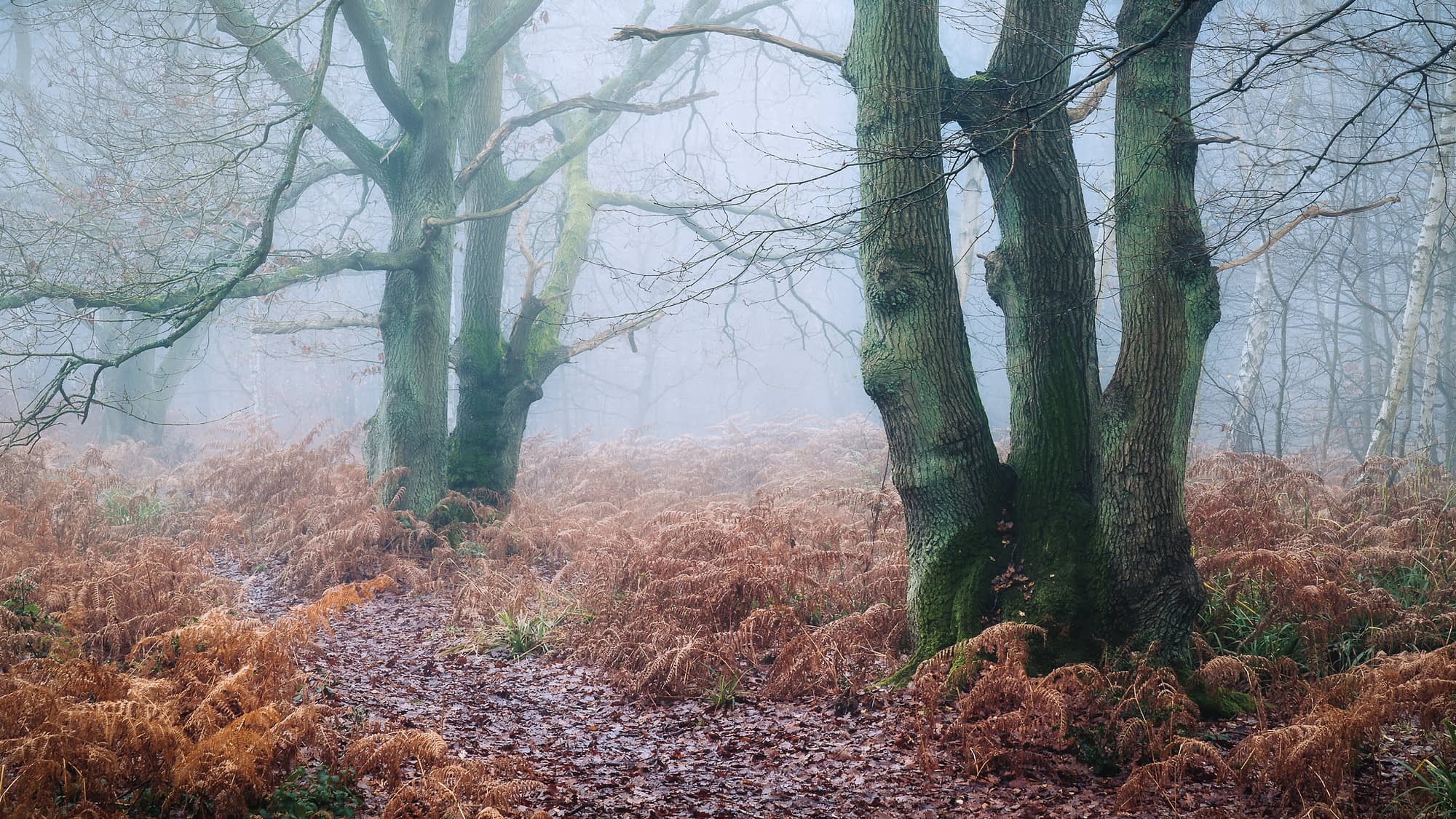 Coppiced oaks in the fog Ancient oaks in lingering winter fog, Broxbourne Woods, Hertfordshire.