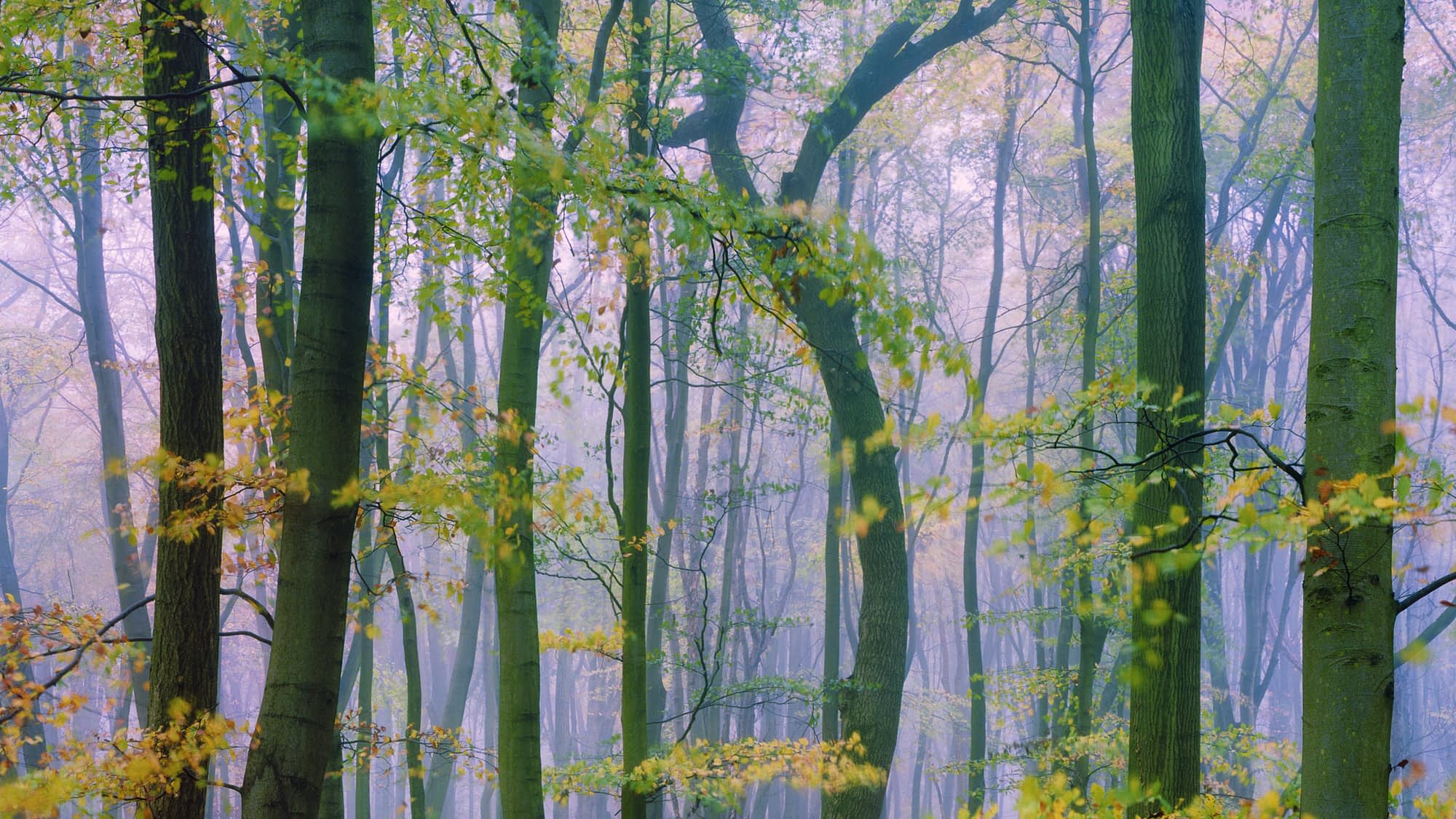 chilterns-ashridge-0051-Edit-2-Edit2 Sprays of green and gold leaves against dark trunks and pale mist at Ashridge Estate.