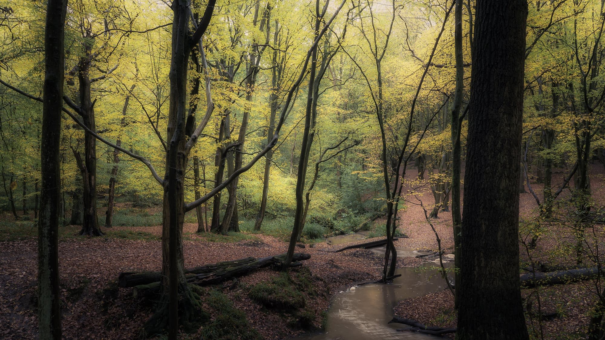 Breathing Stream winding through a wooded valley in autumn during the rain, Broxbourne Woods.