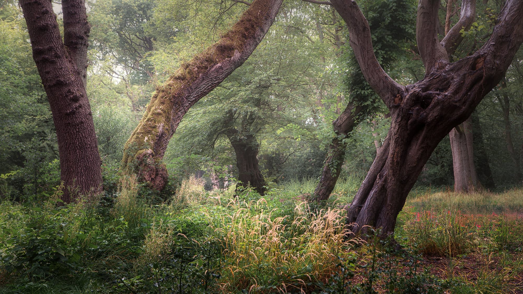 Rain Dancing Ancient hornbeam pollards in rain, Hainault Forest, Essex