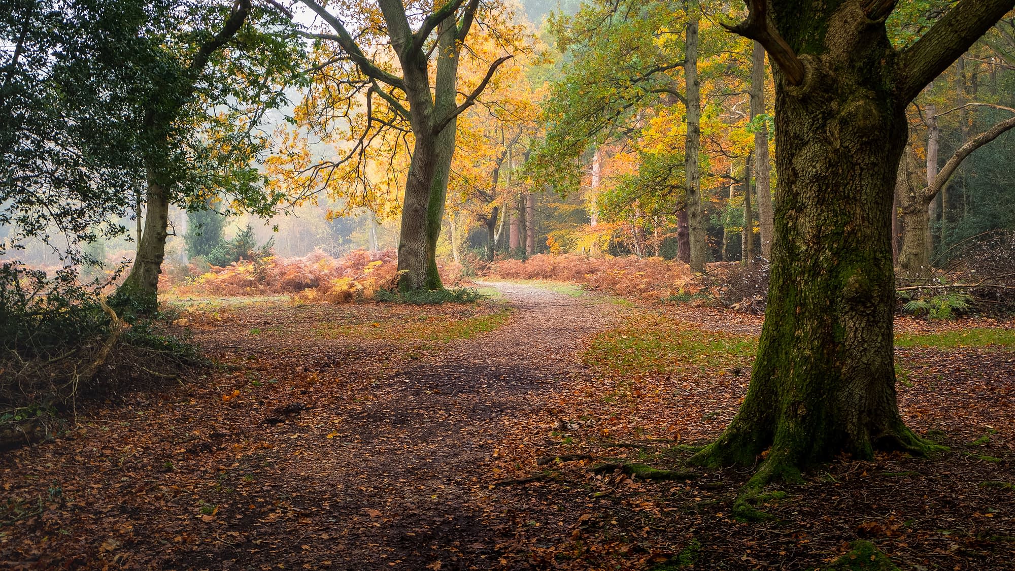 bucks-burnham-6668-Edit Path curving through misty autumn woodland at Burnham Beeches, past a moss-covered trunk and banks of orange bracken.