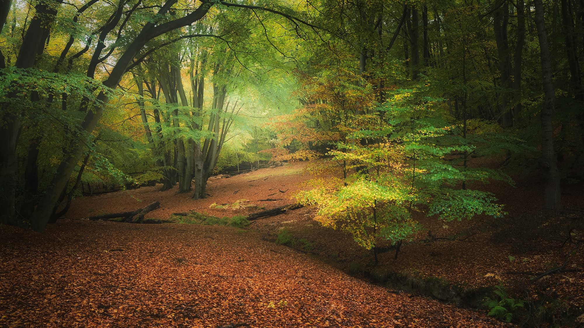 _TSM5946-Edit-Edit-Edit A serene forest scene with tall trees shedding their leaves, creating a carpet of orange and brown on the ground. Sunlight filters through the lush green and golden foliage, casting a soft glow. A small, winding stream meanders across the forest floor, enhancing the tranquil atmosphere.