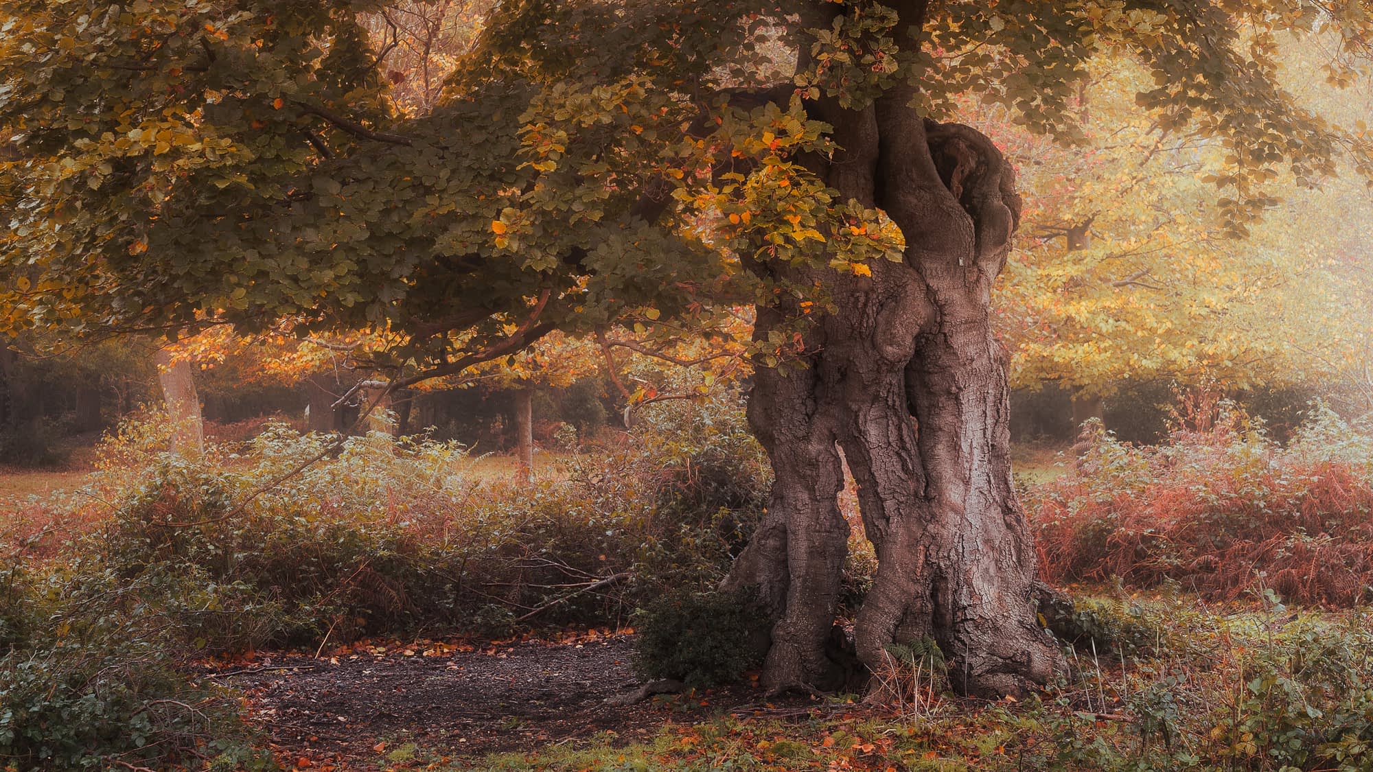 Ancient Pollard Ancient pollarded beech standing among bracken in open wood pasture at Burnham Beeches, with fog and warm first light behind it.