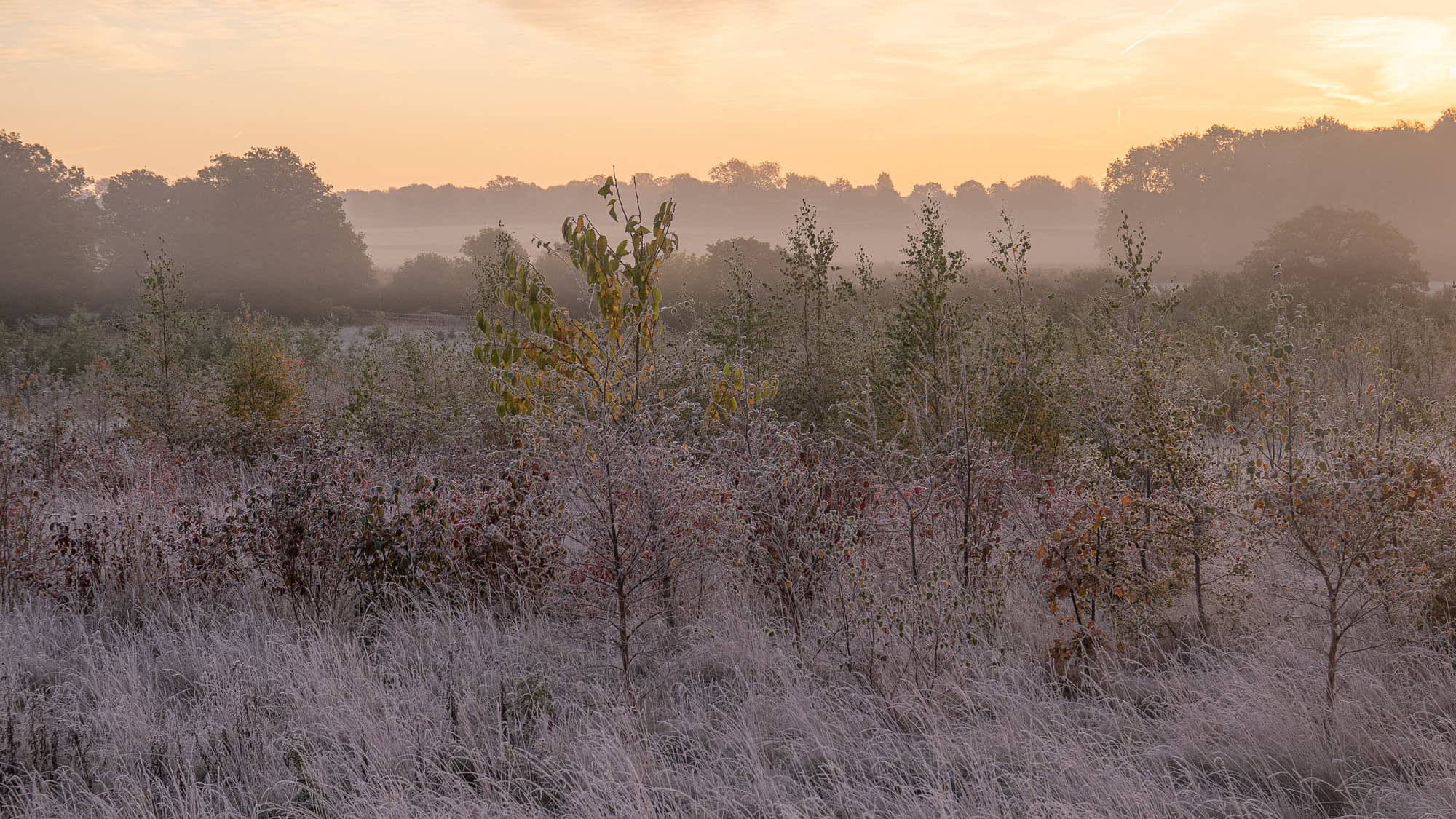 _MG_6129-Edit Frosted young plantation at Heartwood Forest at dawn, thin trees standing in mist against a warm sky.