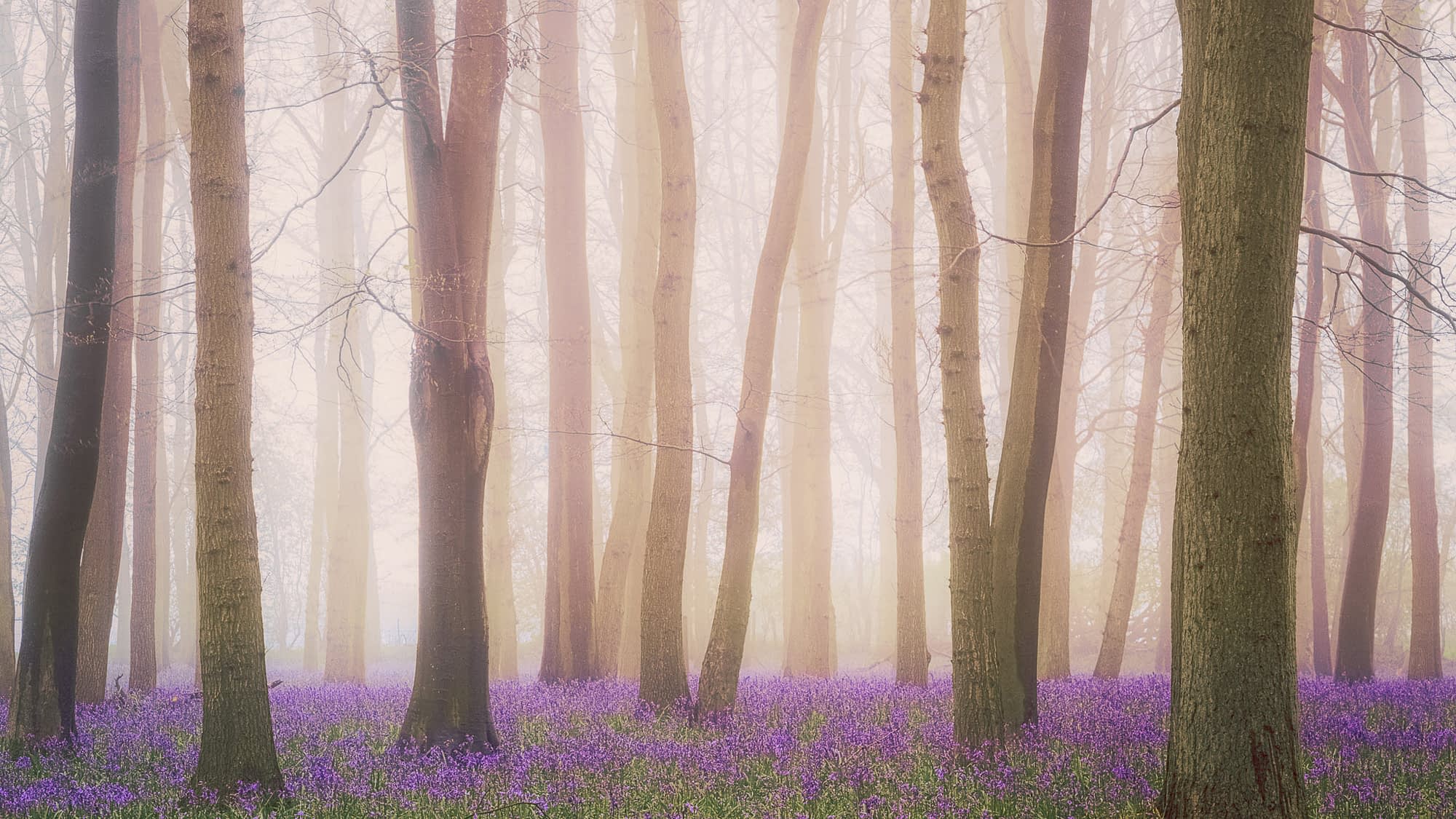 herts-ashridge-scan00187-Edit-2-Edit-Edit22 Bluebells in fog at Ashridge Estate, pale tree trunks fading into white mist above the violet carpet.