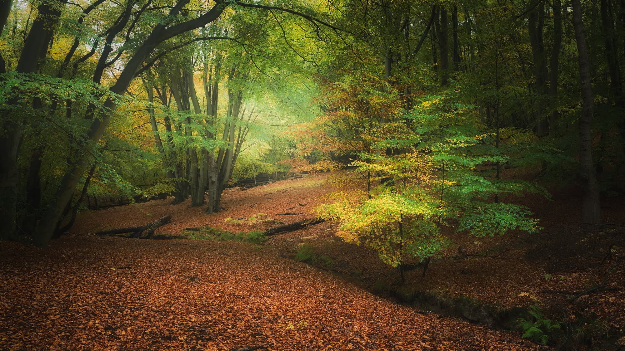 _TSM5946-Edit-Edit-Edit Warm light glowing through a gap in the canopy at Epping Forest, over arching beeches and a floor of fallen copper leaves.