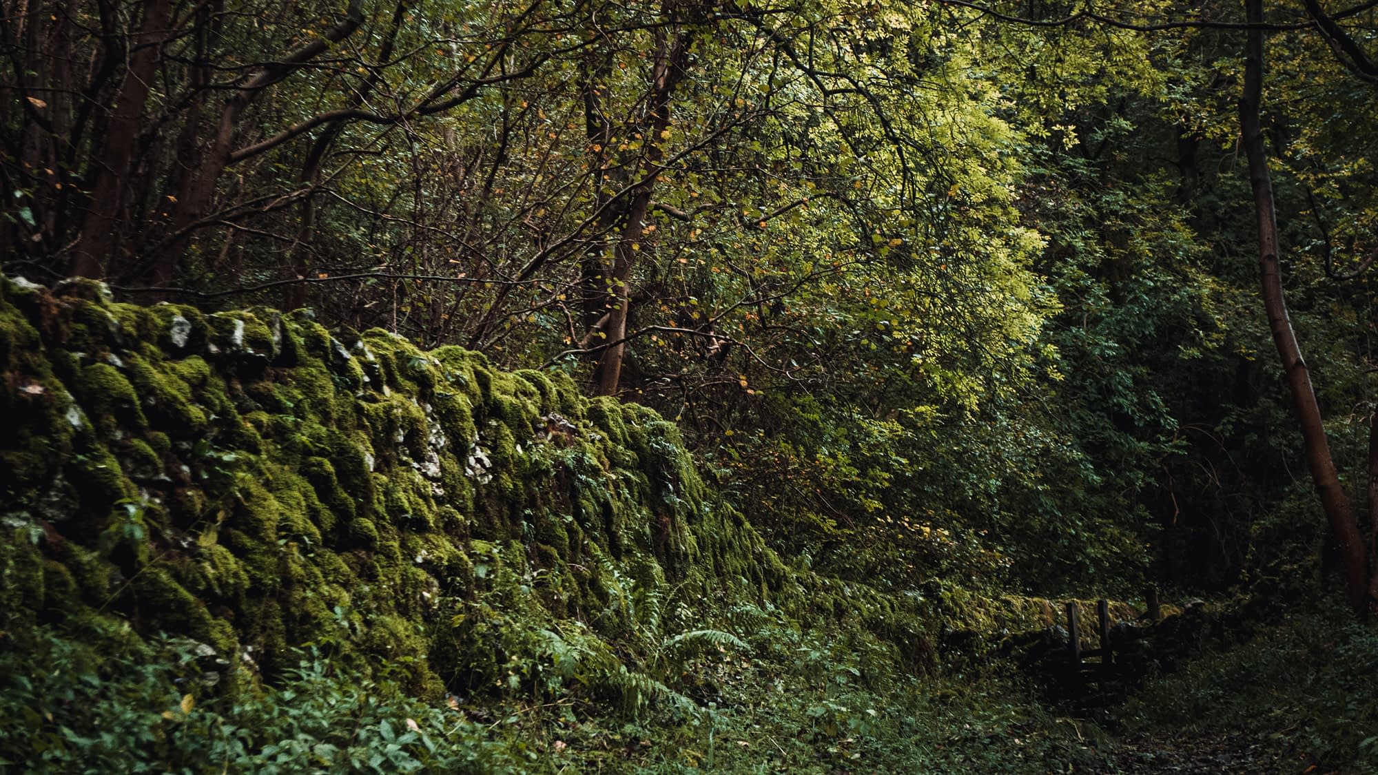 Rare inland ancient ash woodland with a microclimate that is suitable for bryophytes and epiphytes growing out of everything. Dovedale, Derbyshire.