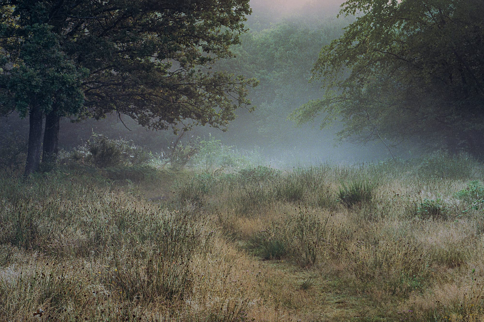 herts-broxbourne-sep19-0006-Edit-2 A misty forest clearing at dawn, with tall grasses and wildflowers in the foreground, large leafy trees on either side, and a softly pink-orange sky beyond—demonstrating how to simplify busy woodland scenes to create a serene, tranquil atmosphere.