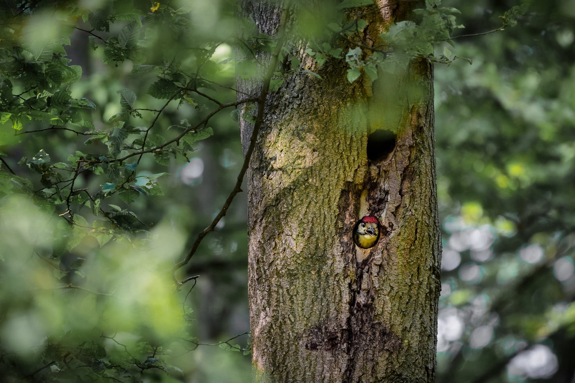 A juvenile great spotted woodpecker, its red crown showing, looks out from a nest hole in a tree trunk.
