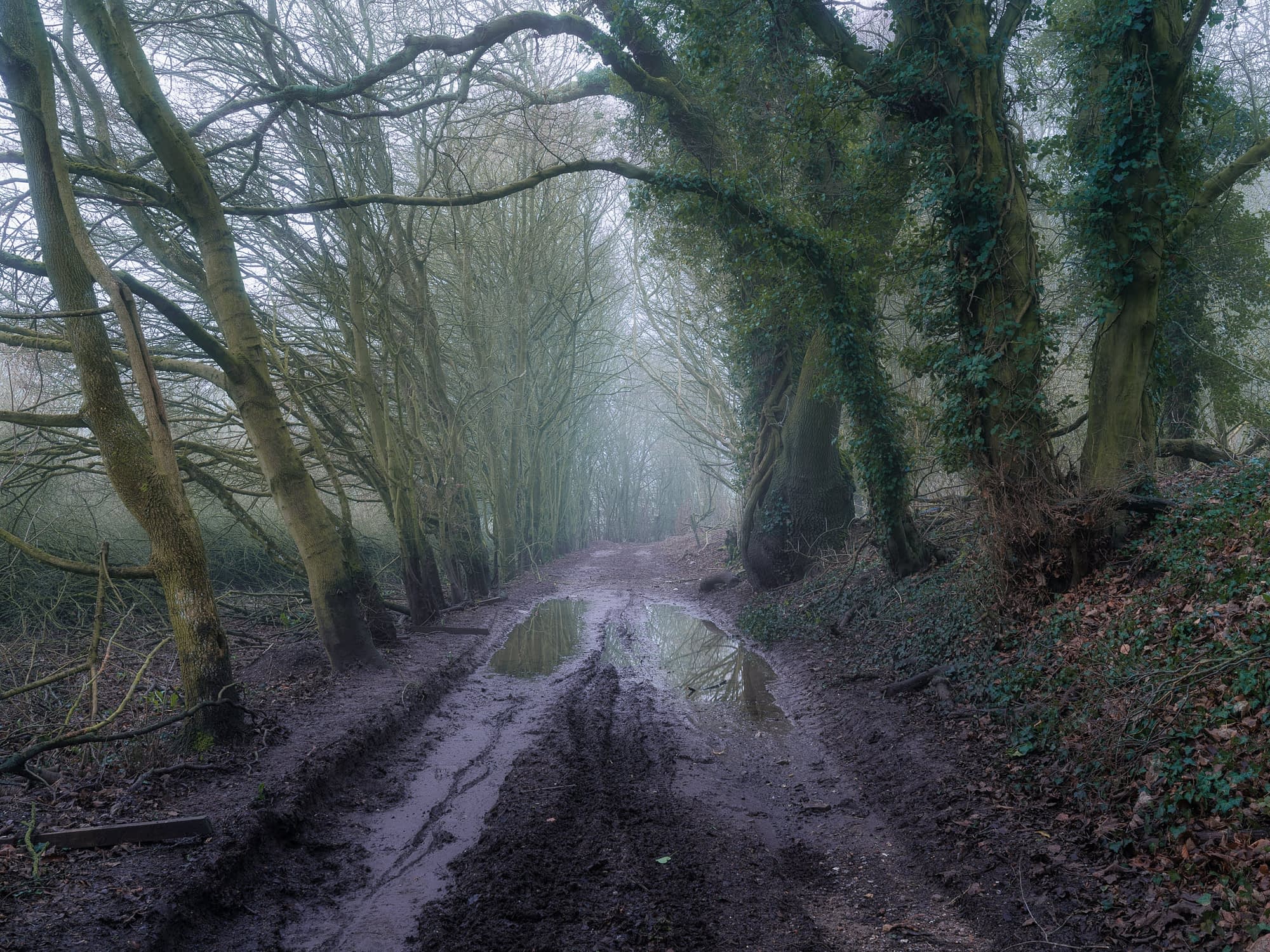A muddy, tree-lined woodland path with puddles mirrors bare branches on a foggy day; ivy clings to trees in the quiet, damp air.