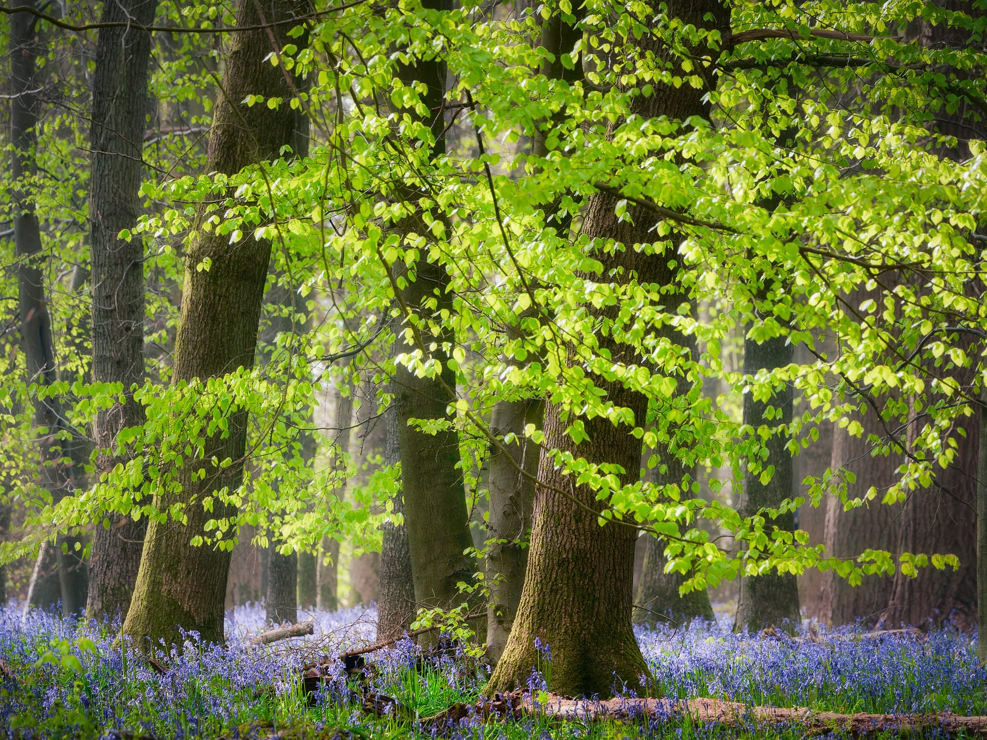 Tall trees with thick trunks rise in a dense forest, fresh green leaves above, mist lingering, bluebells carpeting the wood.