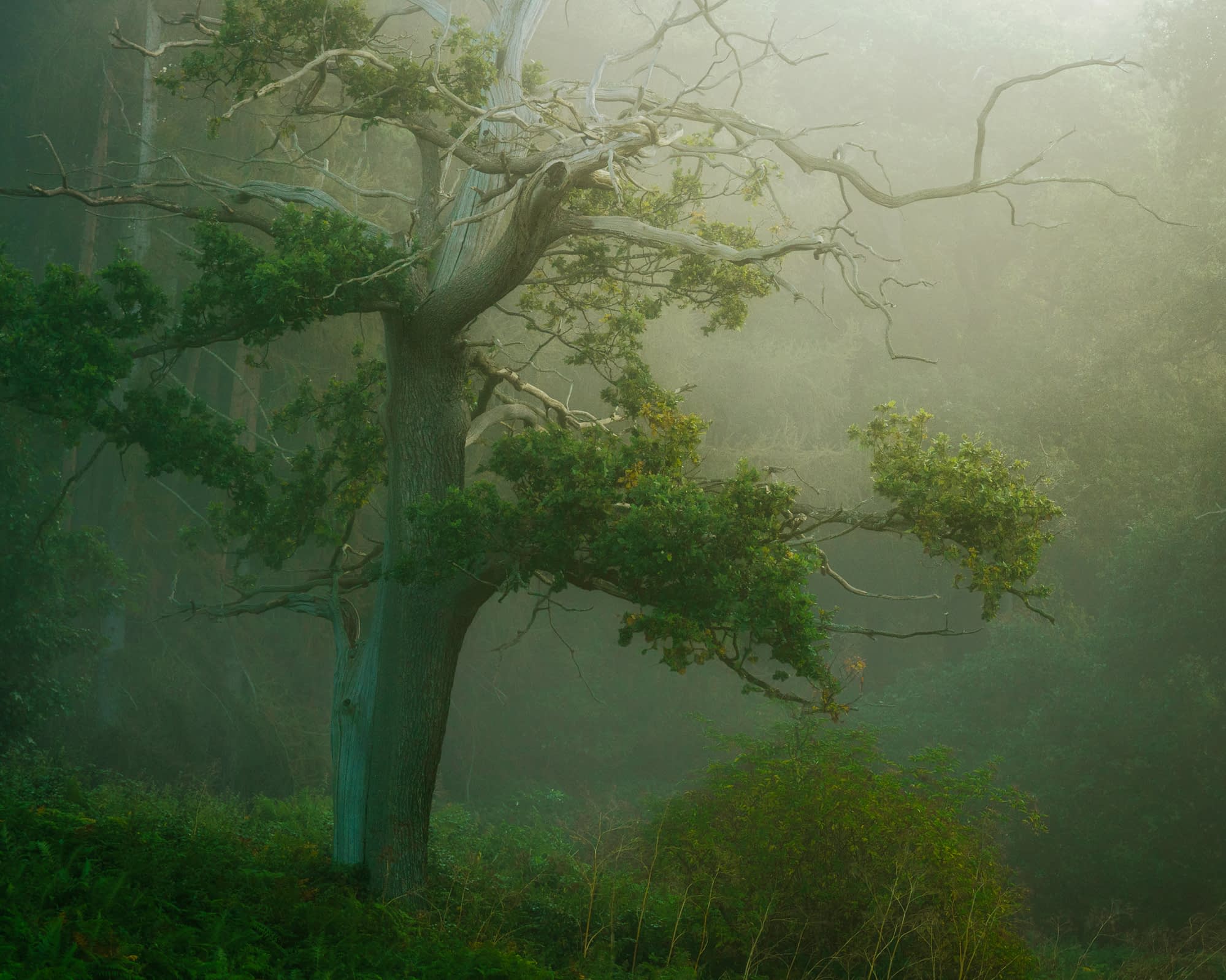 _TS38065-Edit A gnarled tree with sparse green leaves stands in a misty forest. Sunlight filters through the fog, creating a dreamy, ethereal atmosphere. The ground is covered with grass and dense foliage, and the background fades into hazy, shadowy woodland.