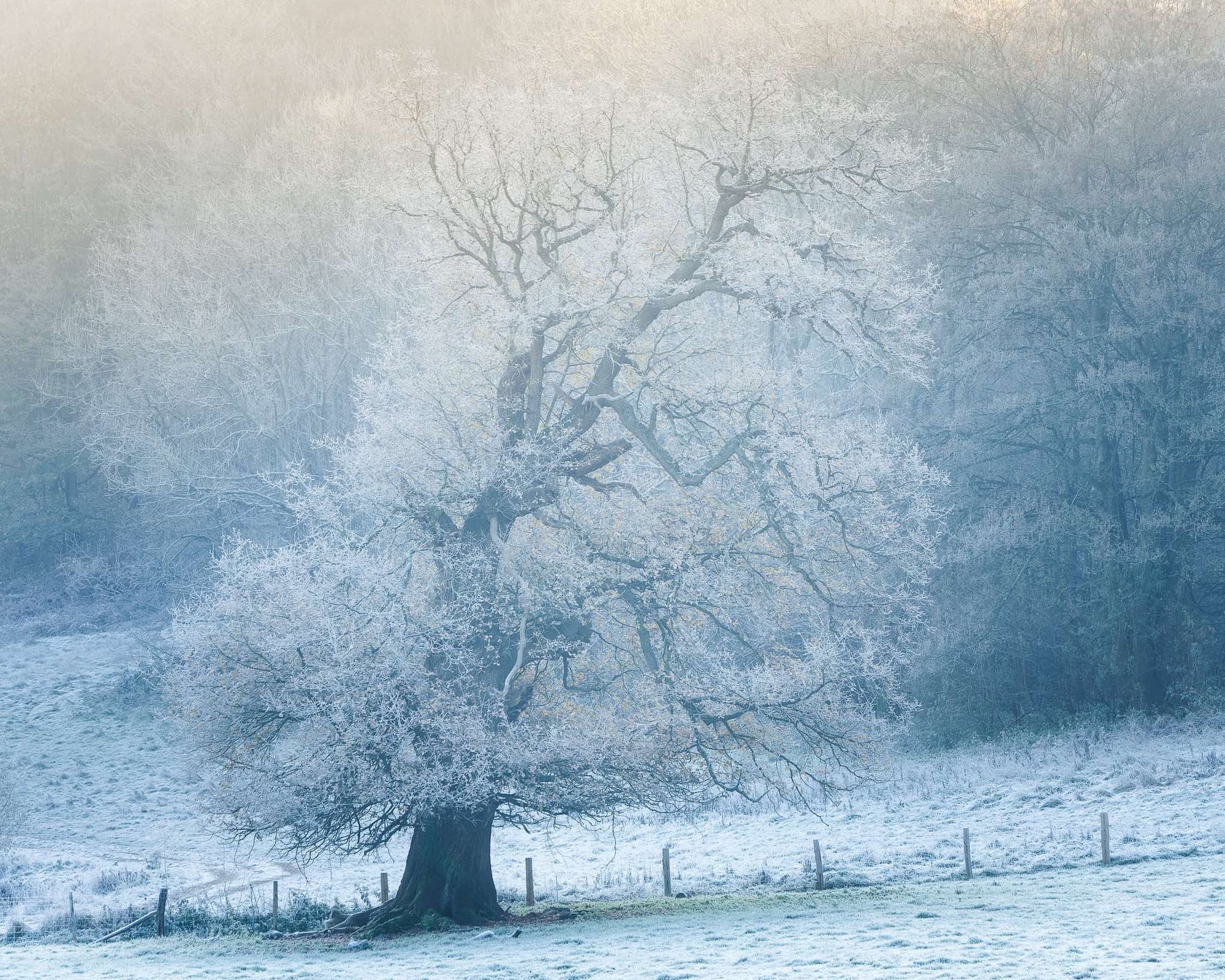 Crystalised A large English oak tree covered in frost stands in a misty, frost-covered field, evoking the tranquillity of woodlands. Its bare branches stretch wide against a foggy woodland. The ground and surrounding area are coated with hoar frost, and a wooden fence runs along the base of the tree, gently curving with the landscape.