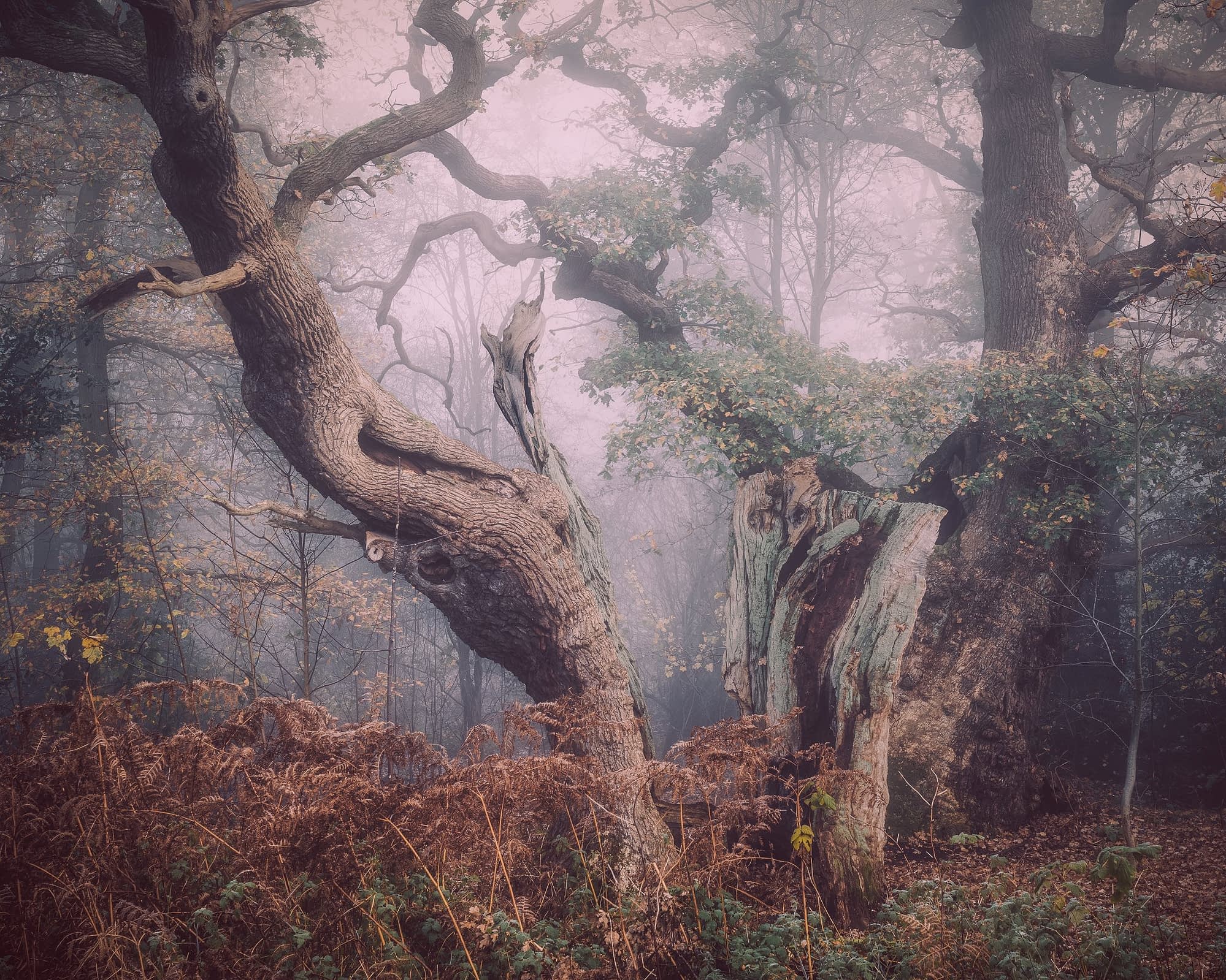 _TSM7493-Edit-Edit-Edit Twisted, ancient English oak trees with gnarled branches stand amid a misty forest, typical of enchanted woodlands. The fog creates a mystical atmosphere, enveloping dense foliage and scattered underbrush. Fallen leaves in brown hues cover the ground, sprinkled with delicate grasses that enhance the mysterious feel.