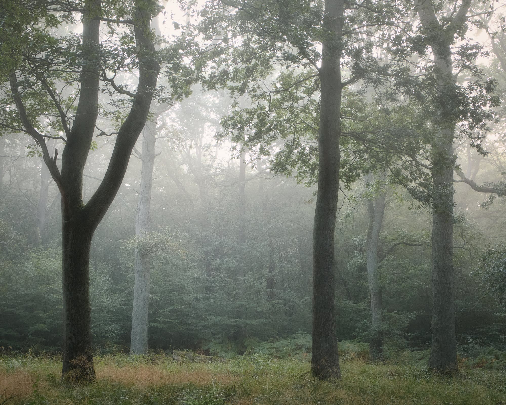 A misty forest scene features tall trees with slender trunks and sparse branches. The fog envelops the background, creating a serene and mysterious atmosphere. The forest floor is covered with grass and ferns, adding texture and depth to the lush greenery.