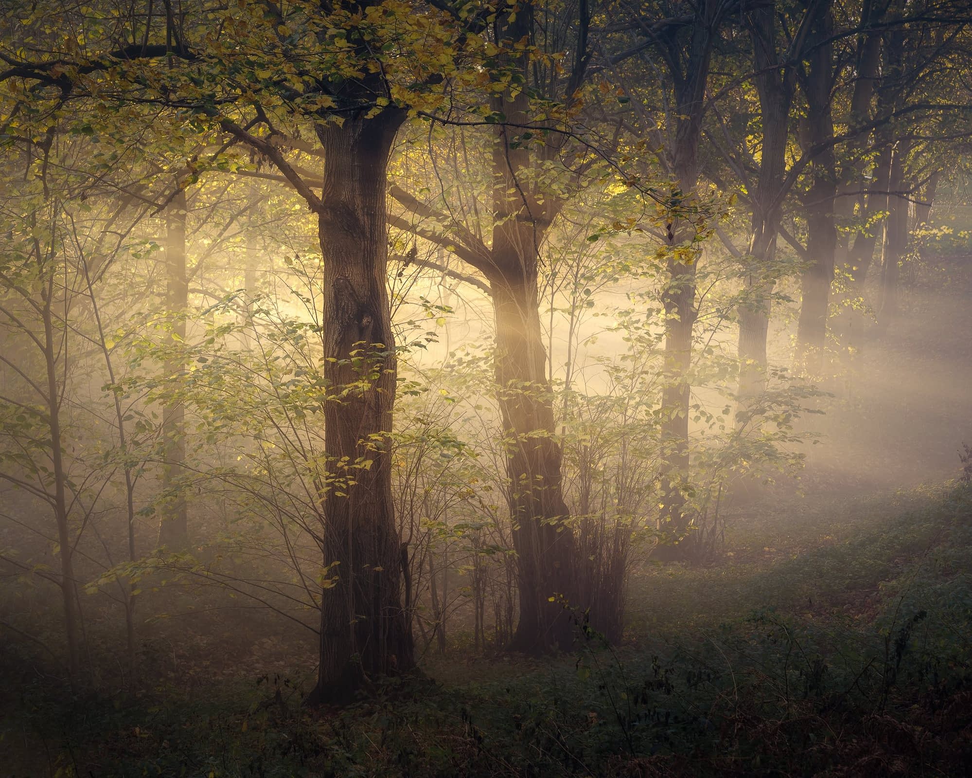 Enigma A misty forest scene with tall trees, their trunks and branches partially illuminated by soft sunlight streaming through. The ground is covered in lush green undergrowth, and the atmosphere is serene and ethereal with a hazy, golden light filtering through the leaves.